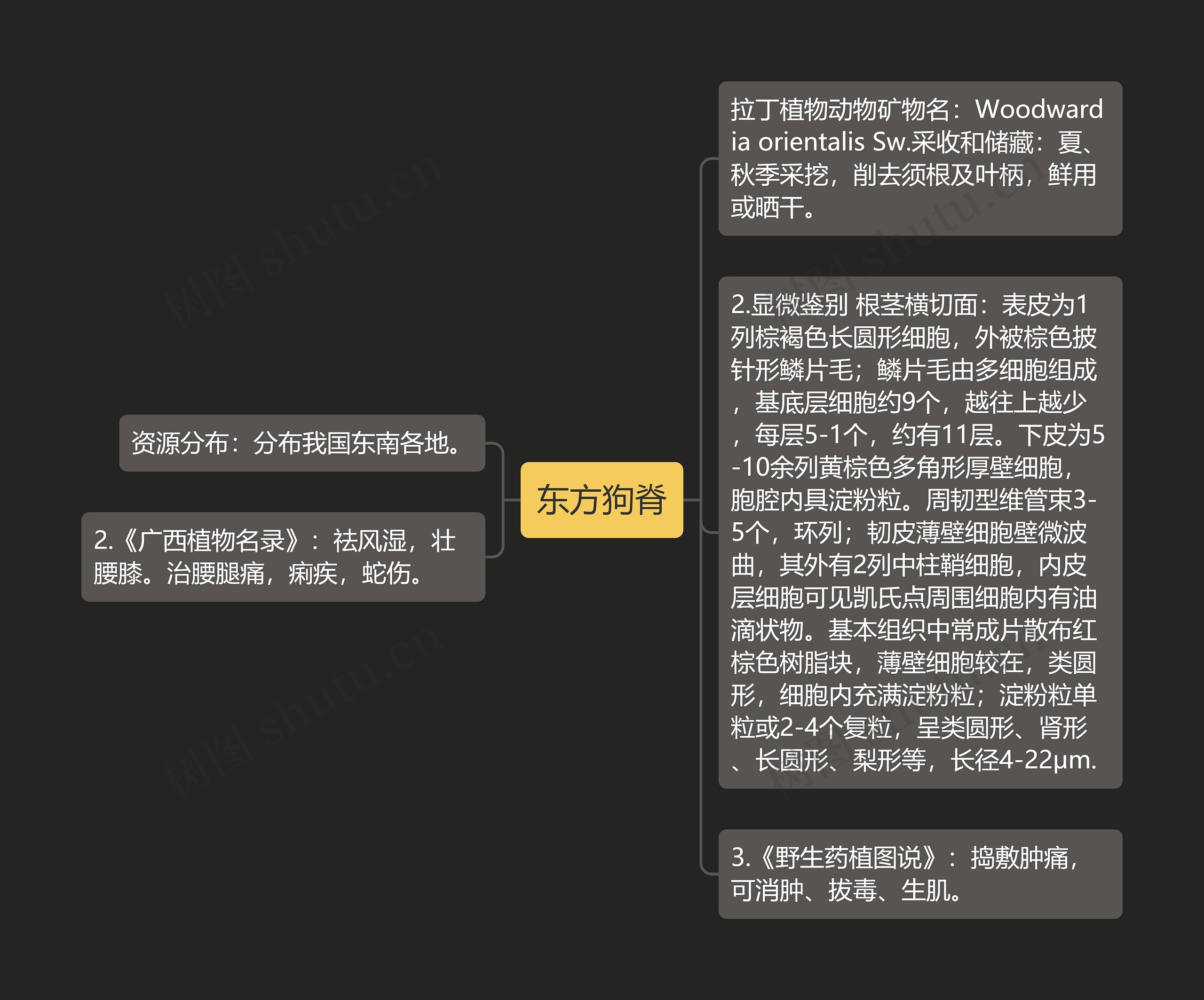 东方狗脊 东方狗脊