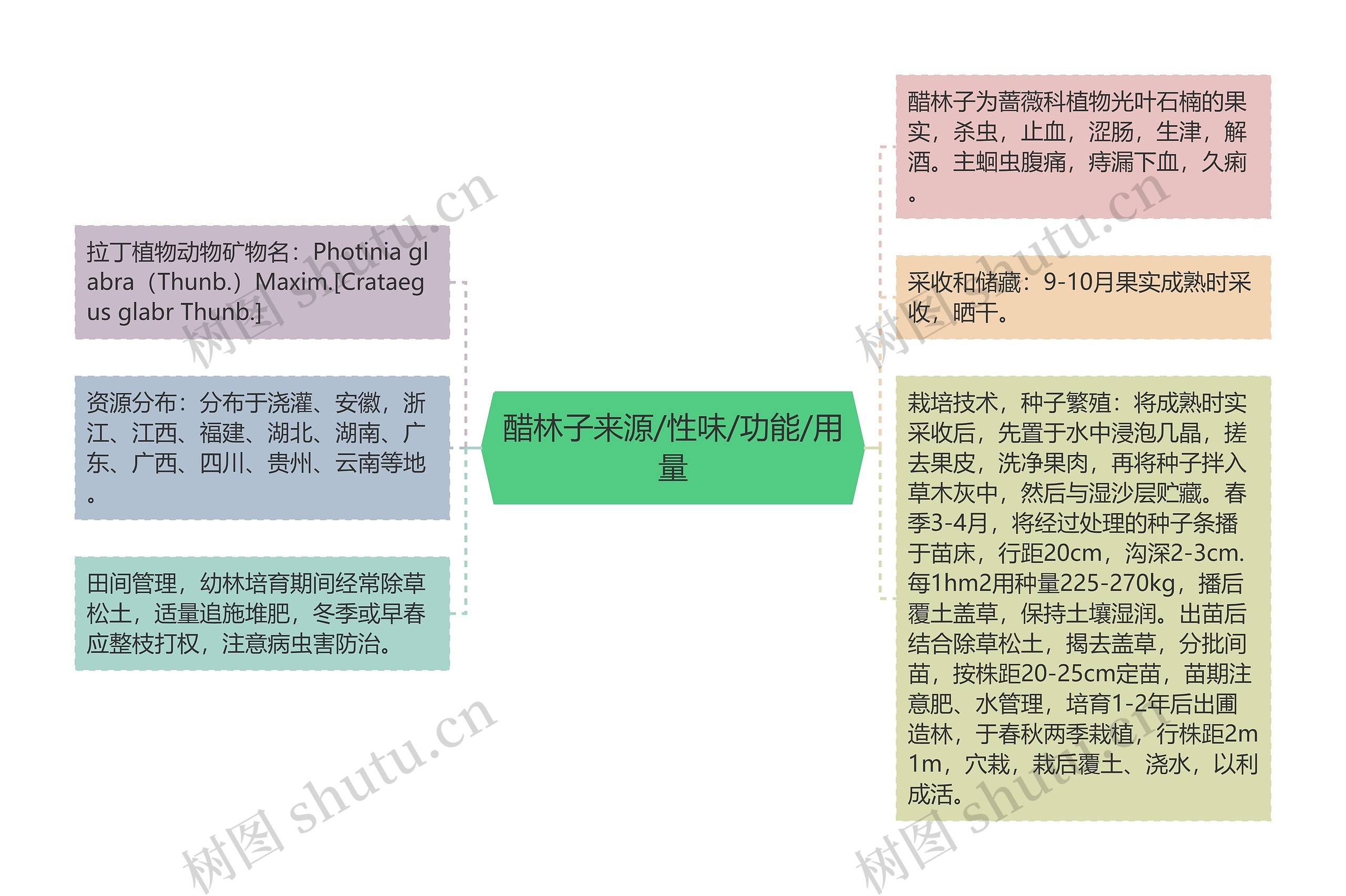 醋林子来源/性味/功能/用量思维导图