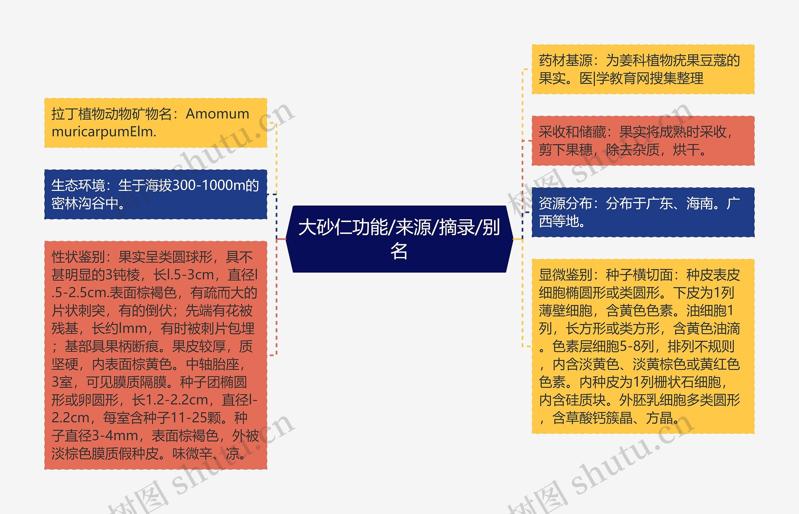 大砂仁功能/来源/摘录/别名思维导图