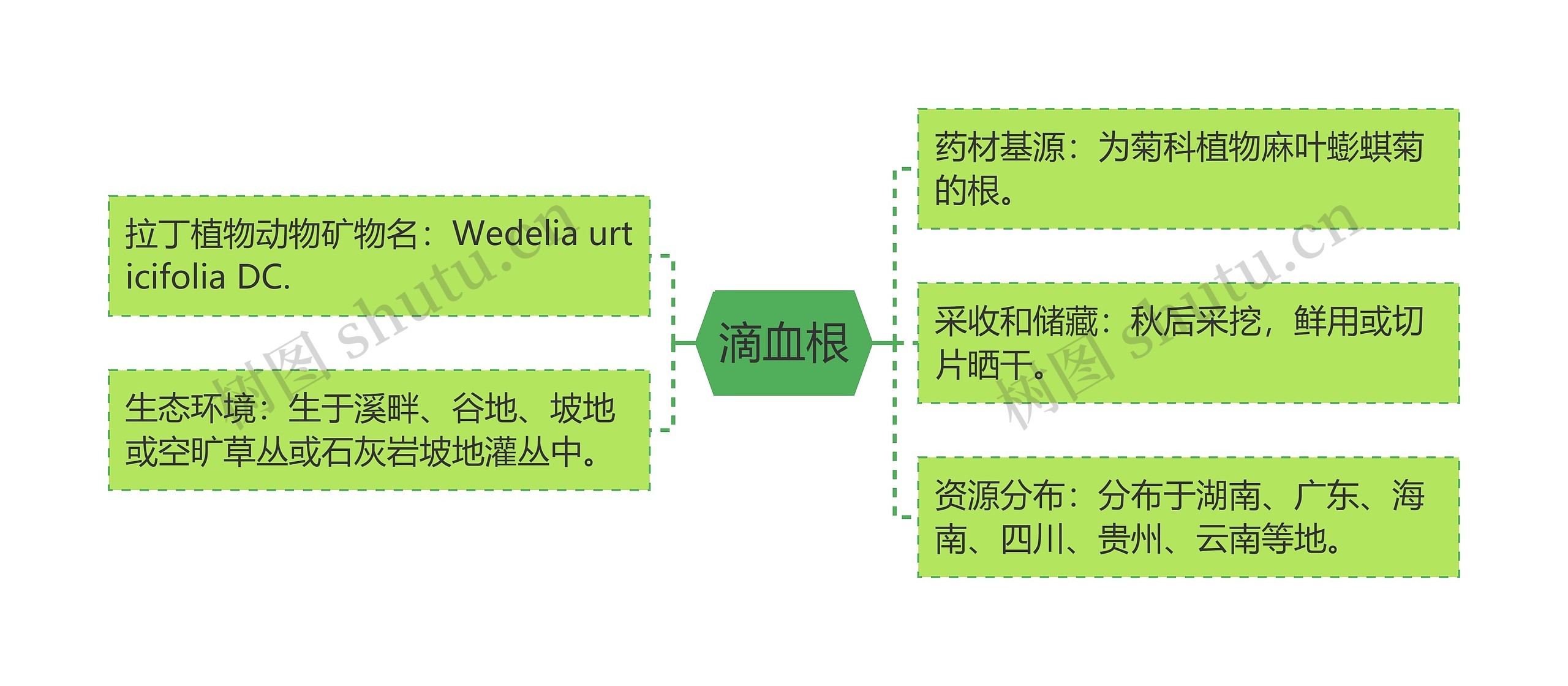 滴血根思维导图