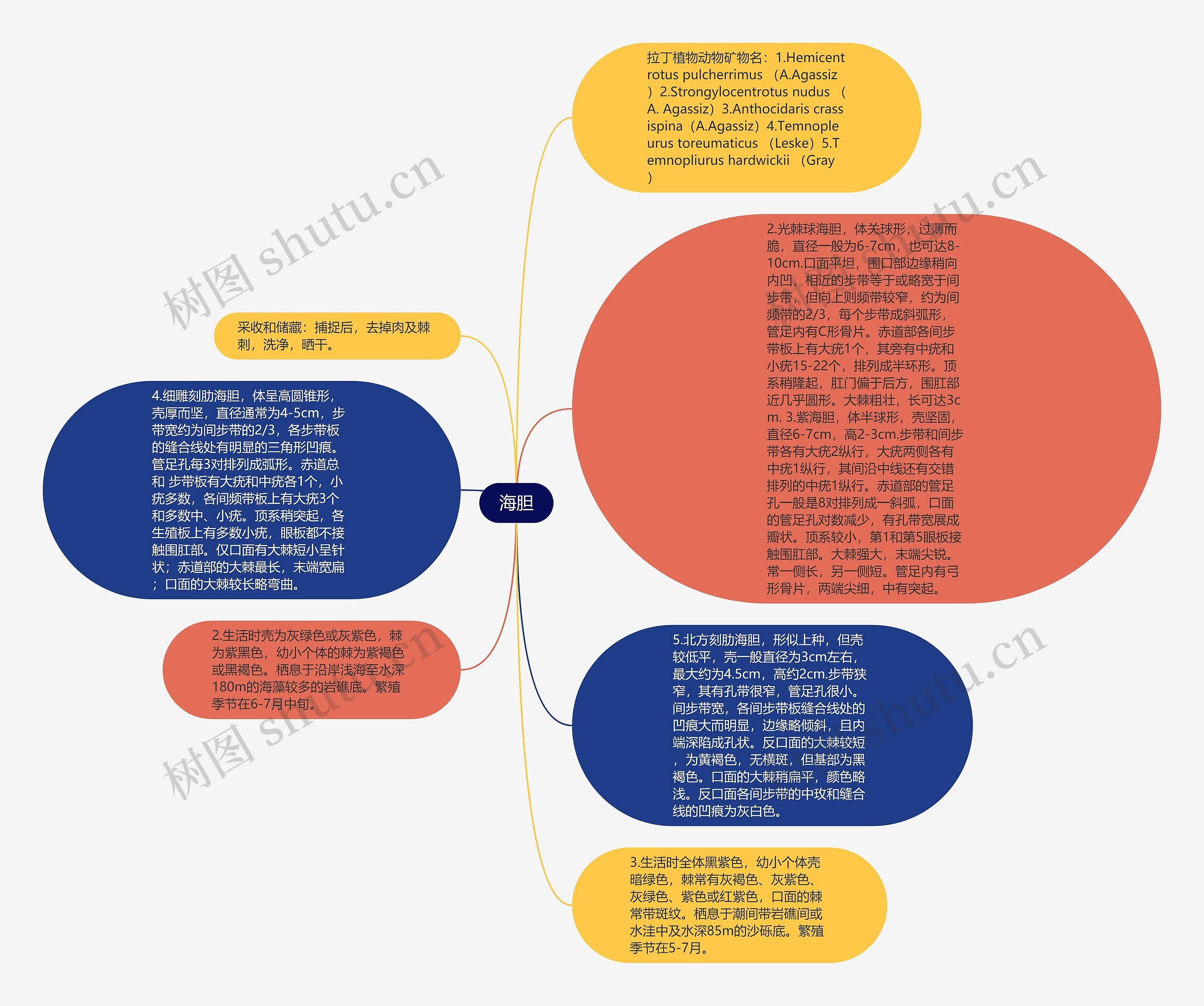 海胆思维导图