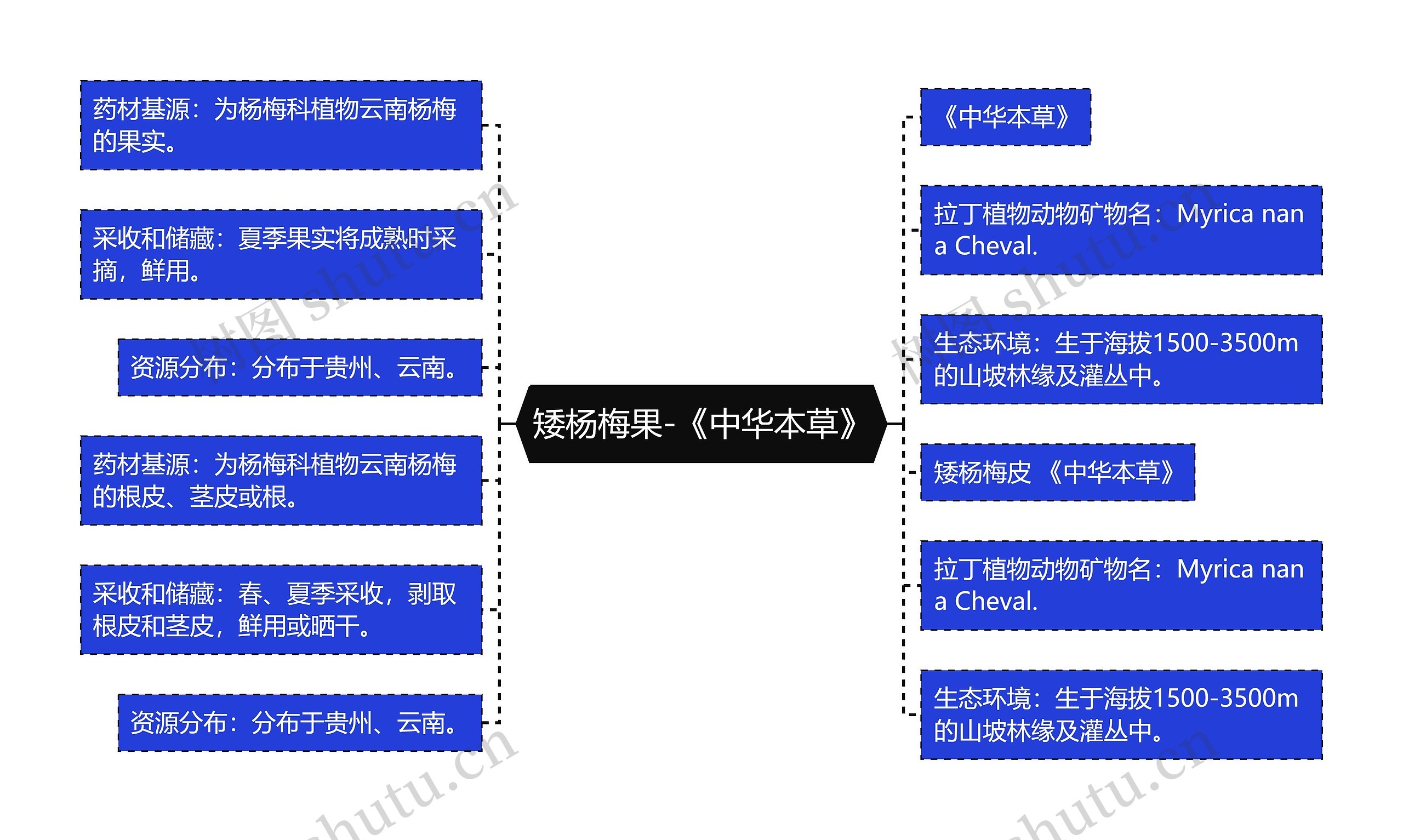 矮杨梅果-《中华本草》思维导图