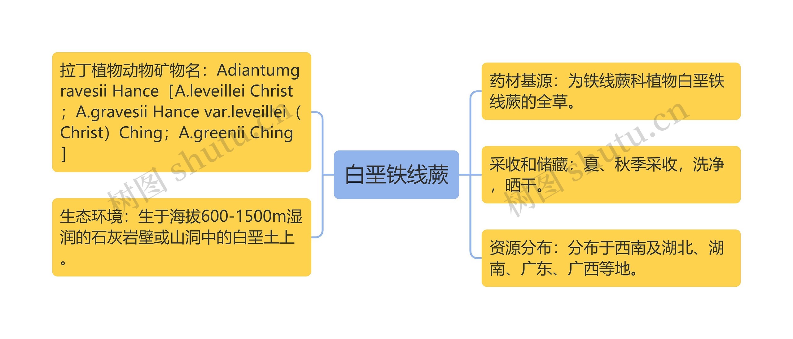 白垩铁线蕨思维导图