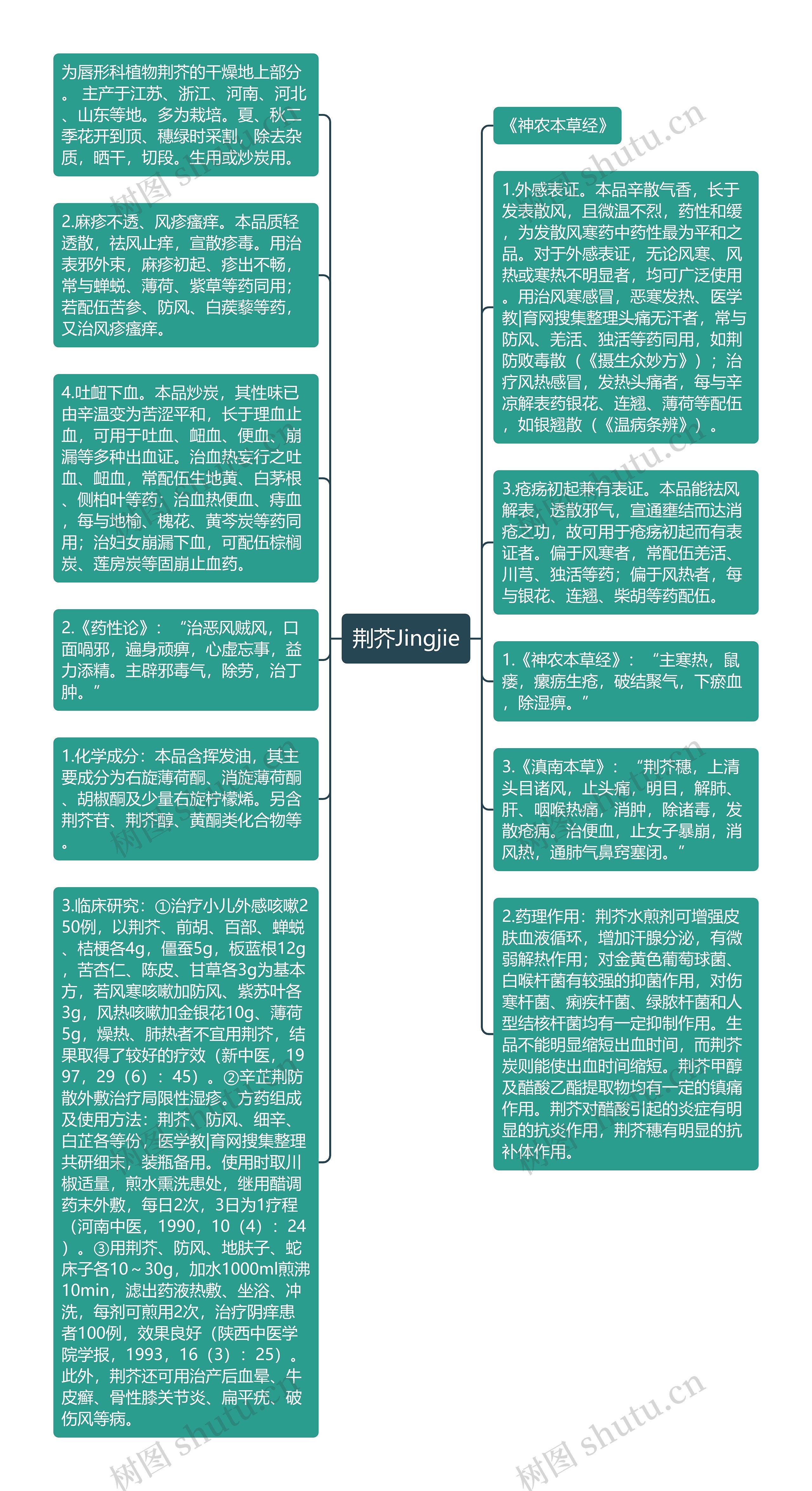 荆芥Jingjie
