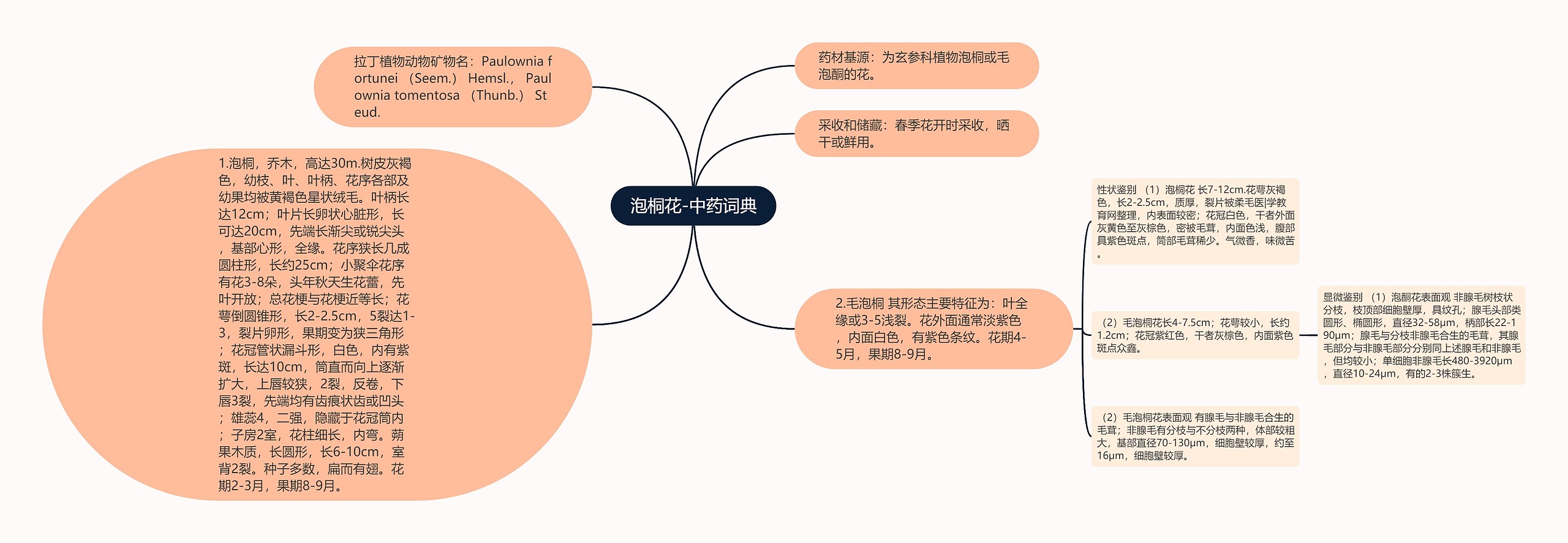 泡桐花-中药词典思维导图