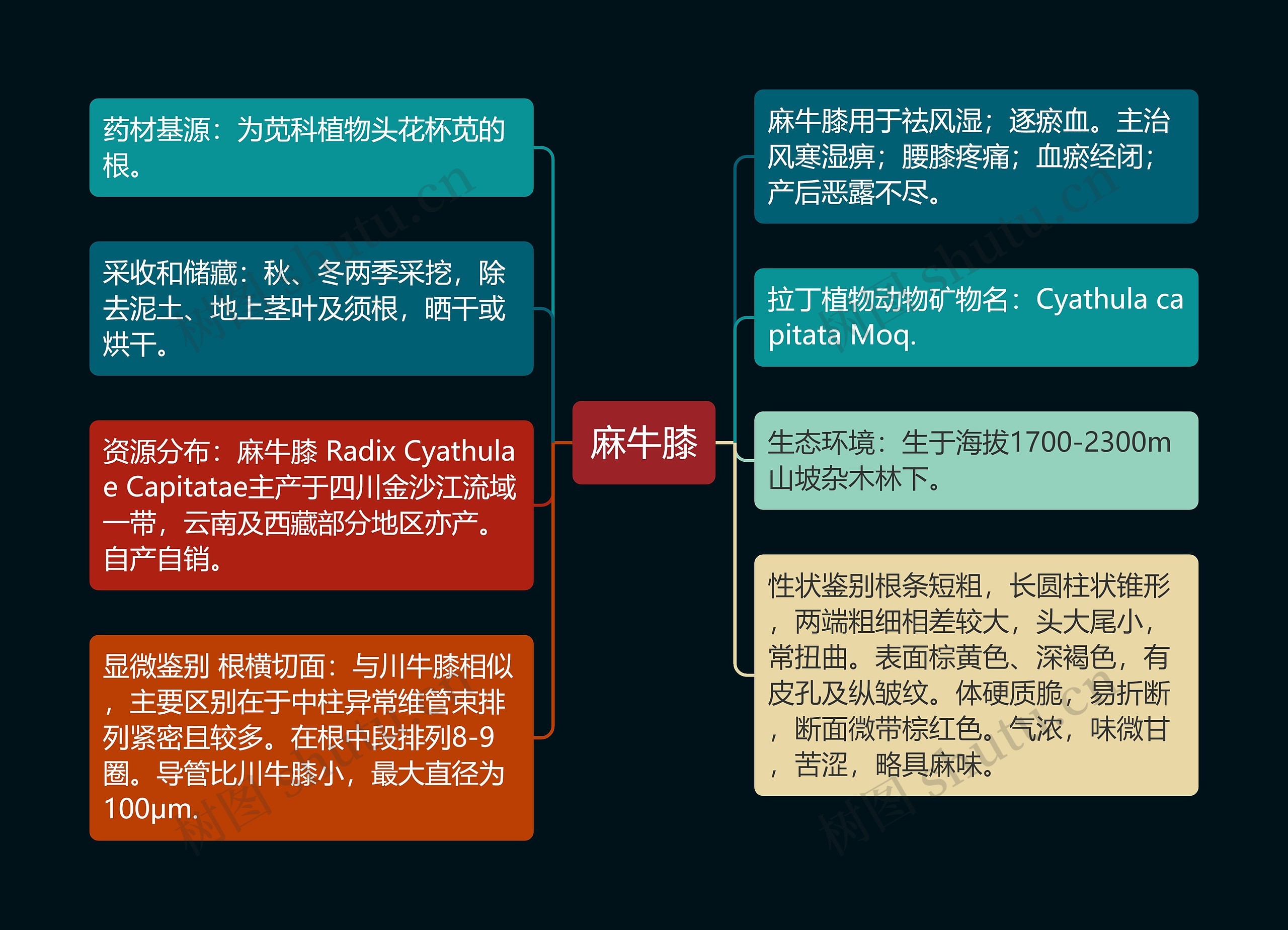 麻牛膝思维导图