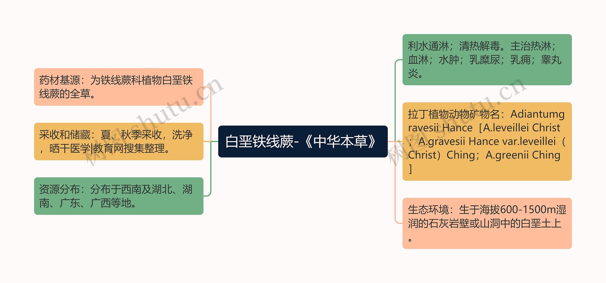 白垩铁线蕨-《中华本草》思维导图