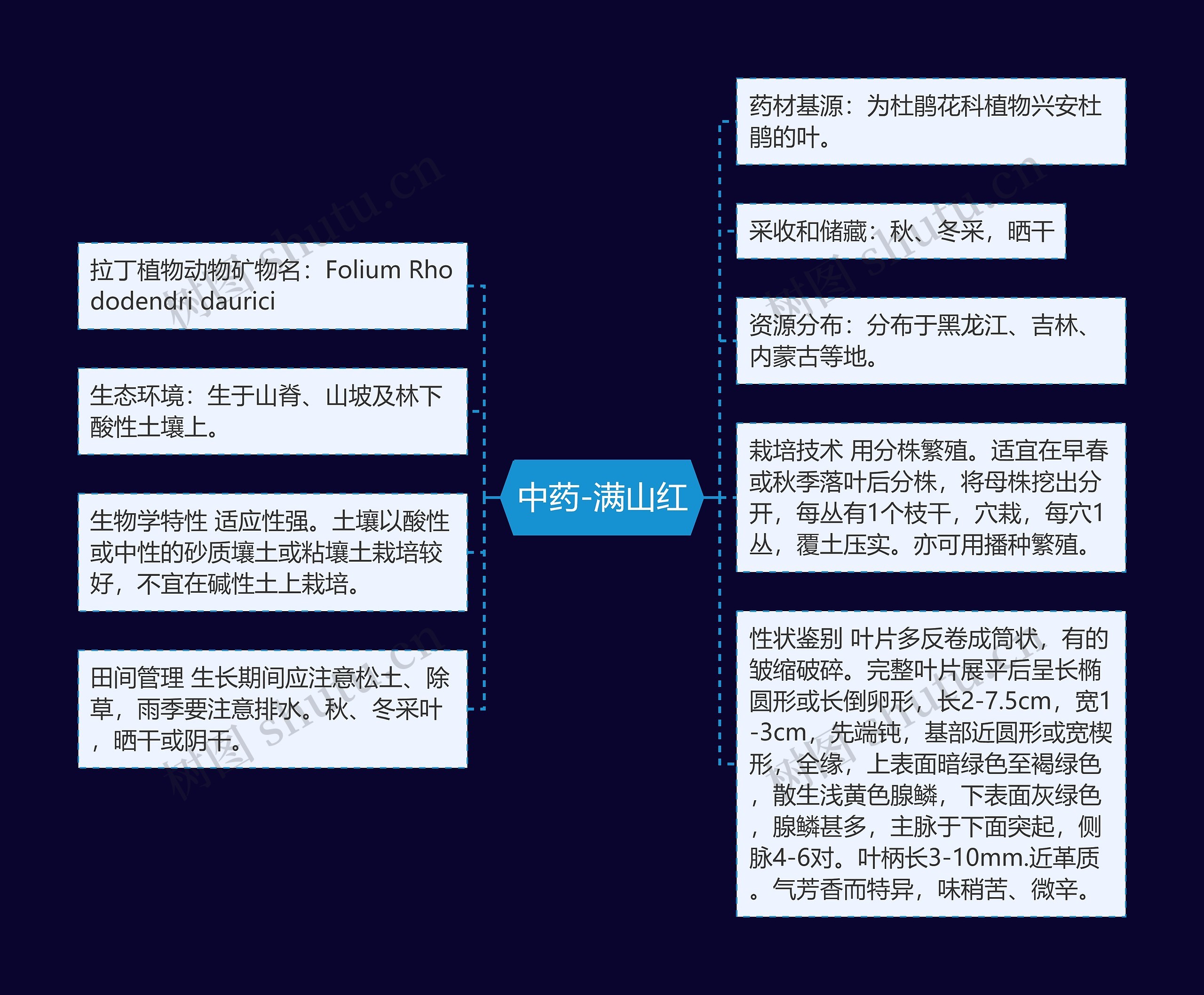 中药-满山红 中药-满山红