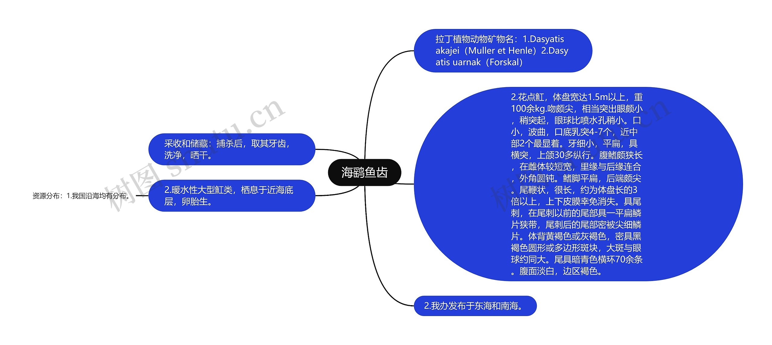 海鹞鱼齿思维导图