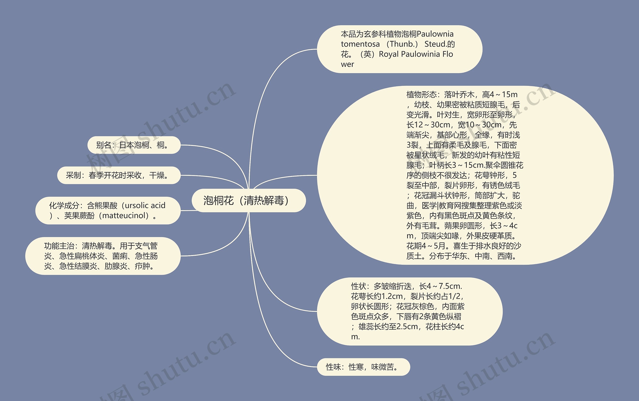 泡桐花（清热解毒）思维导图