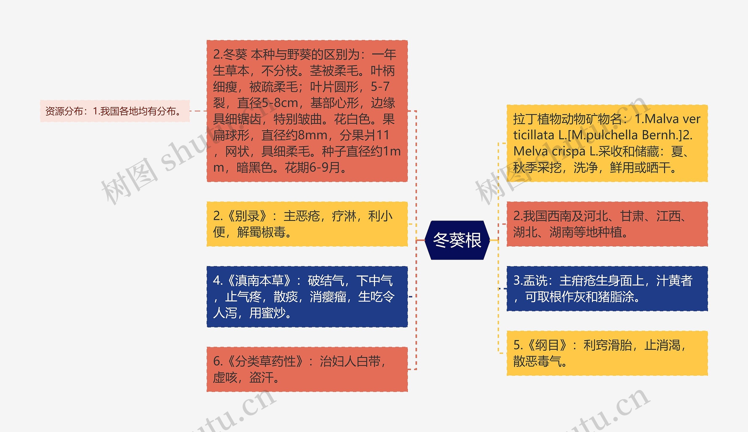 冬葵根思维导图