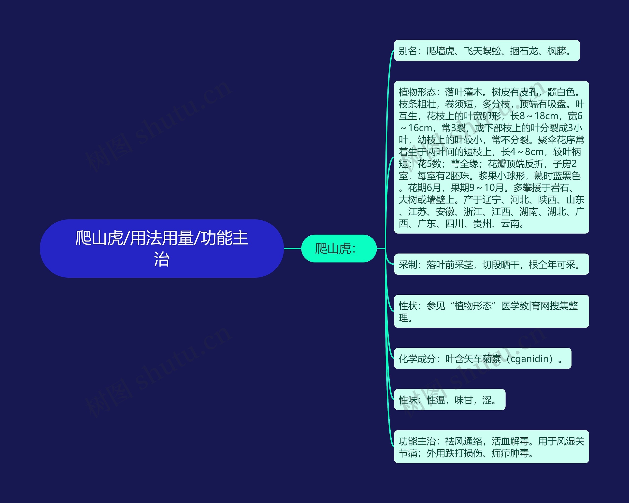 爬山虎/用法用量/功能主治 爬山虎/用法用量/功能主治