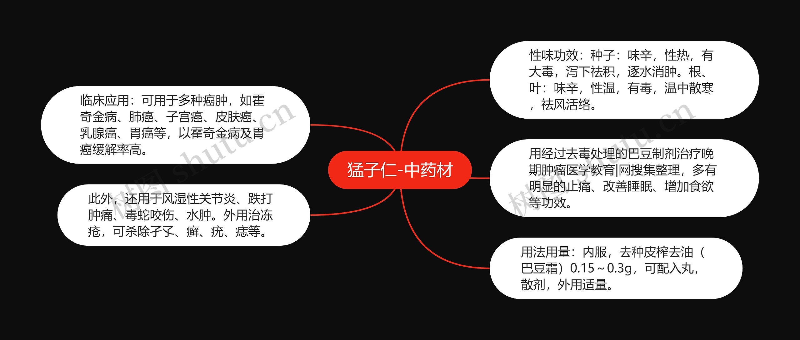 猛子仁-中药材