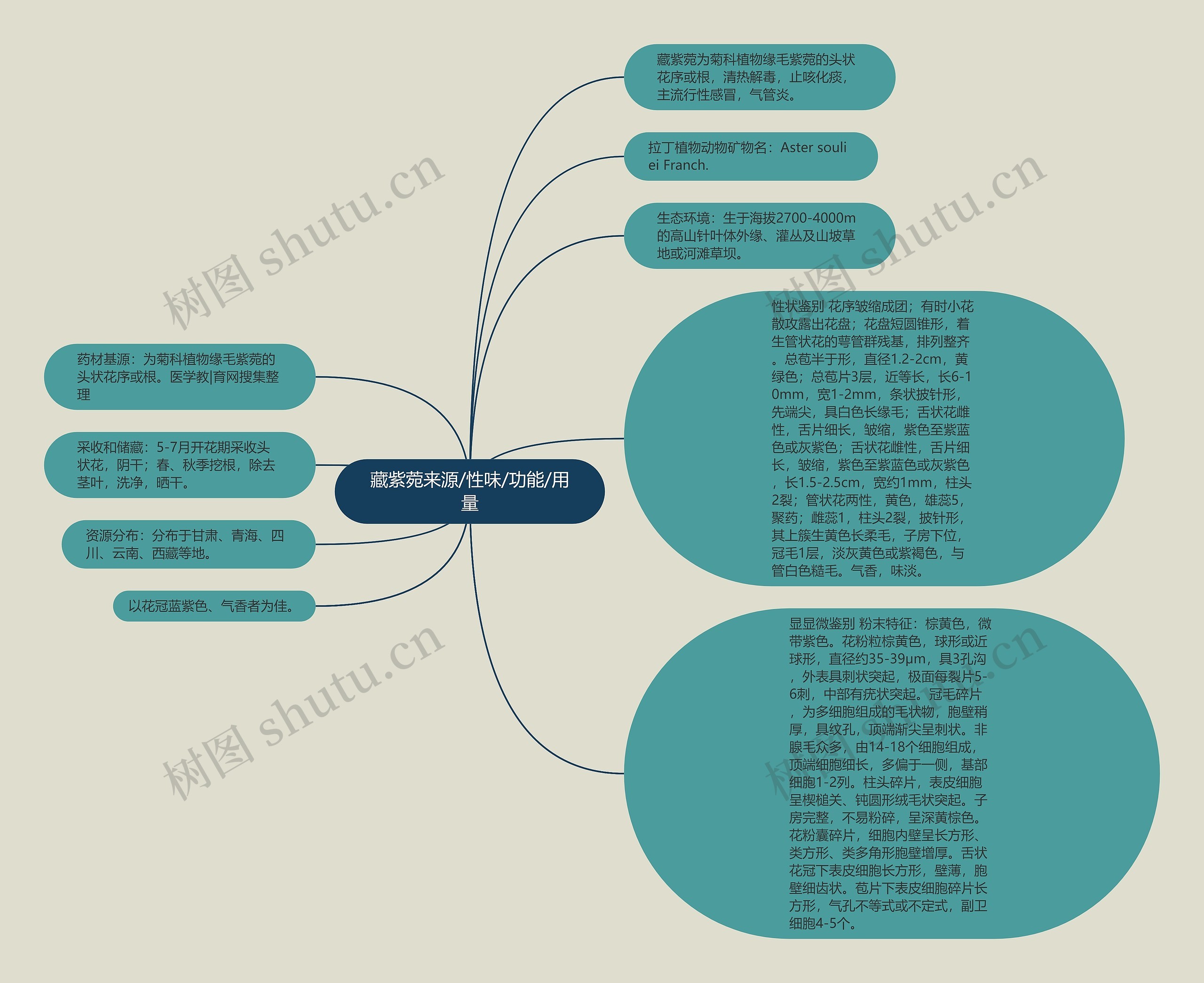 藏紫菀来源/性味/功能/用量思维导图