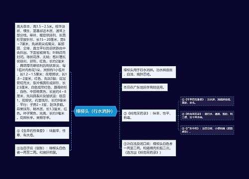 樟柳头（行水消肿）