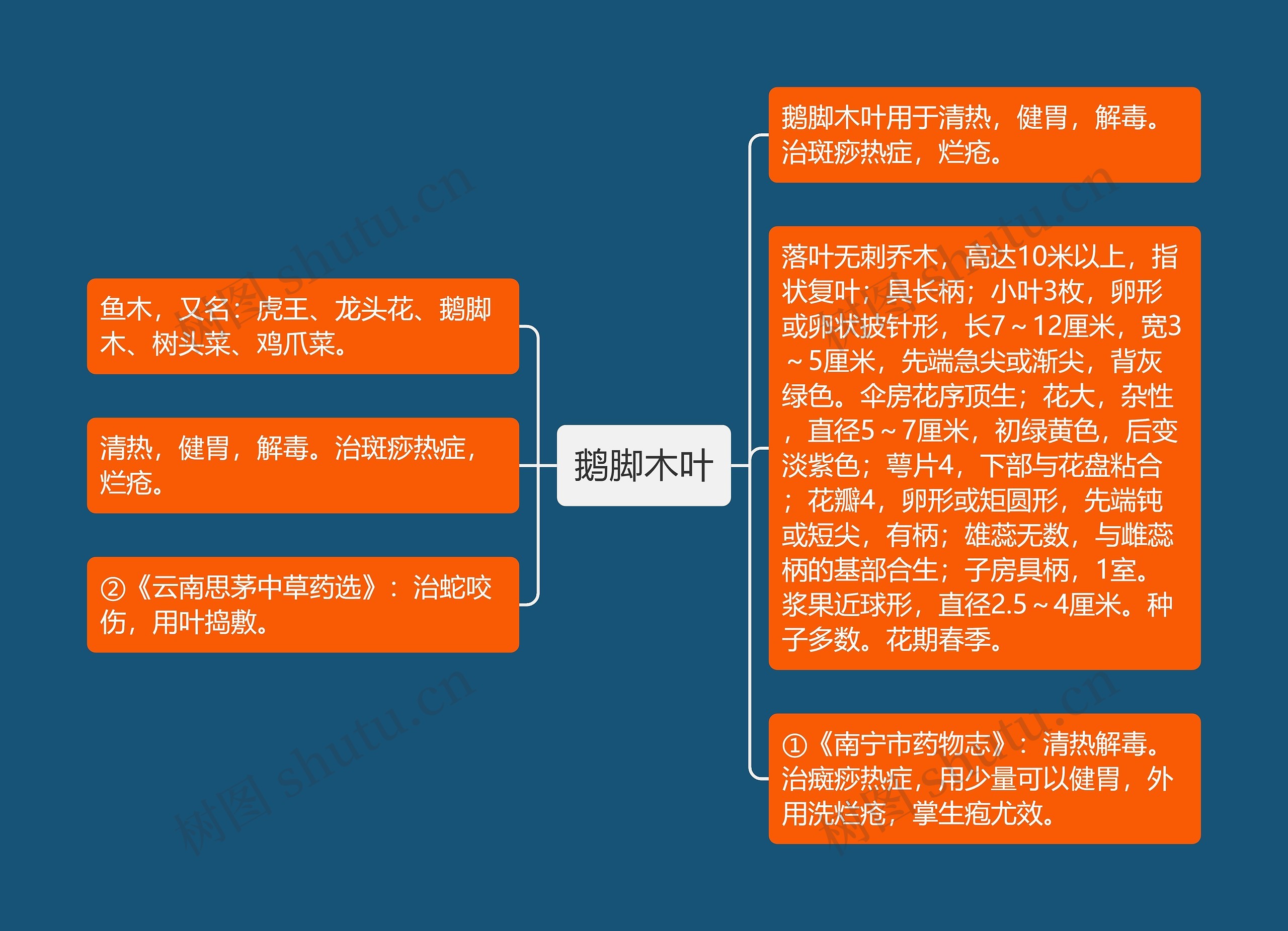 鹅脚木叶