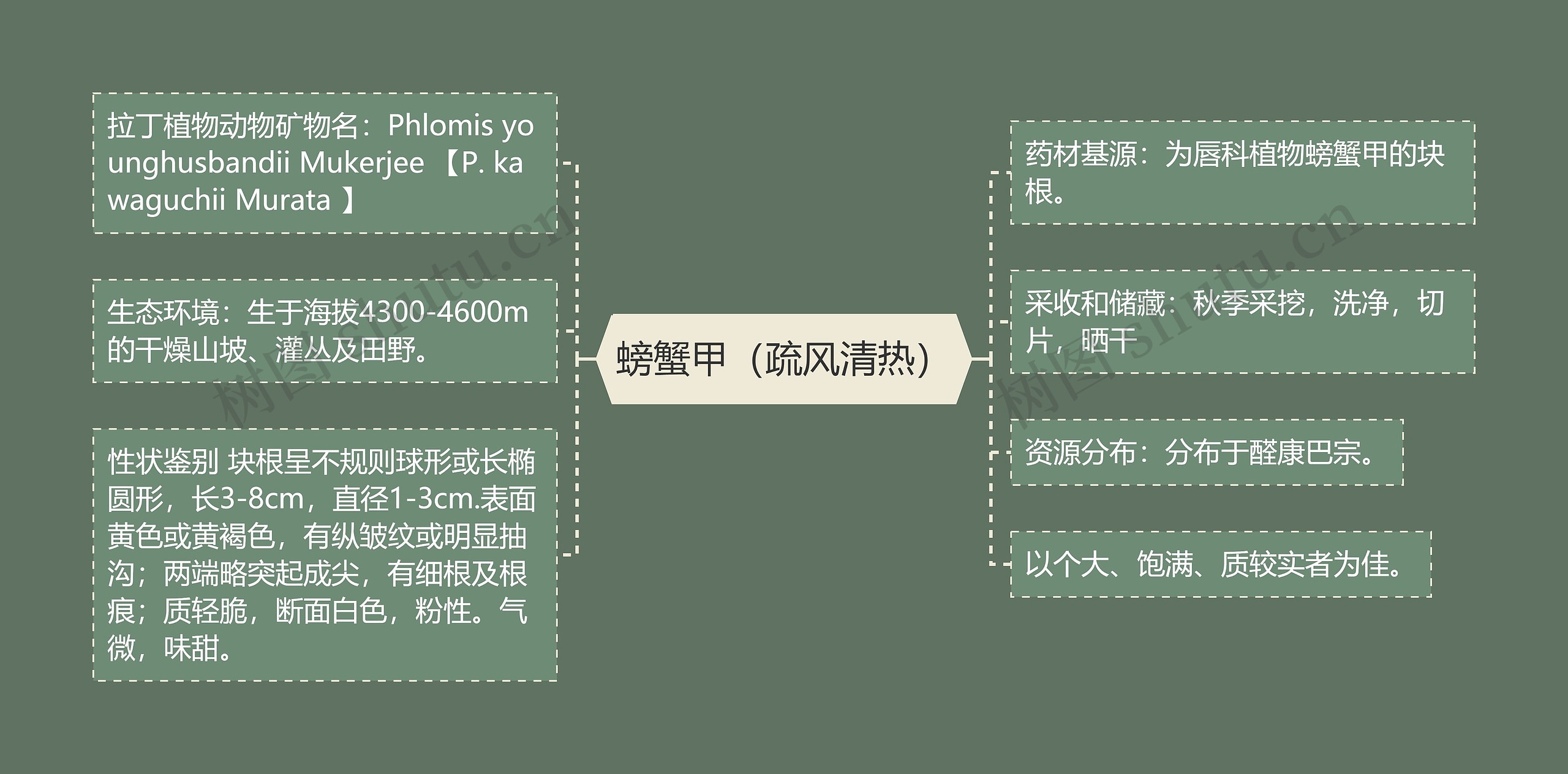 螃蟹甲（疏风清热）思维导图