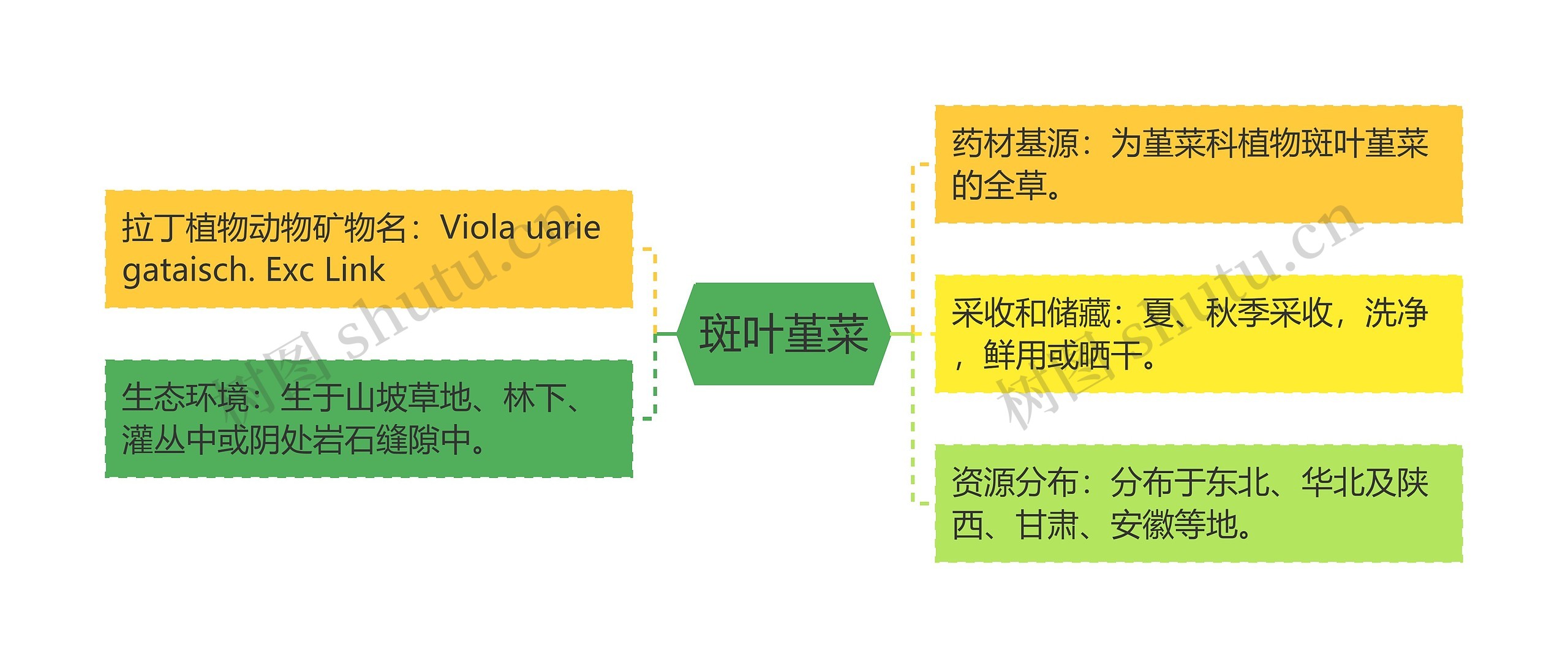 斑叶堇菜 斑叶堇菜