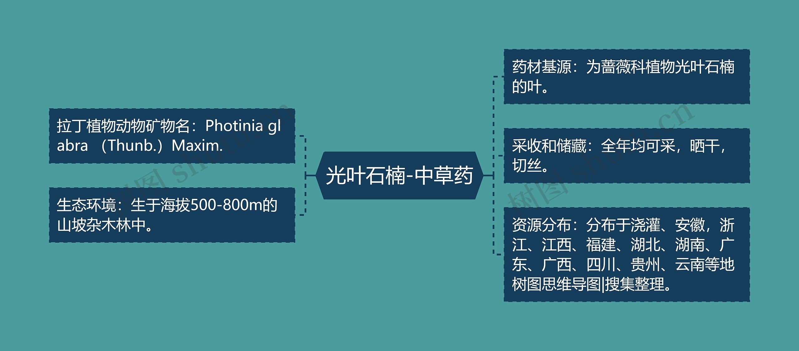 光叶石楠-中草药思维导图