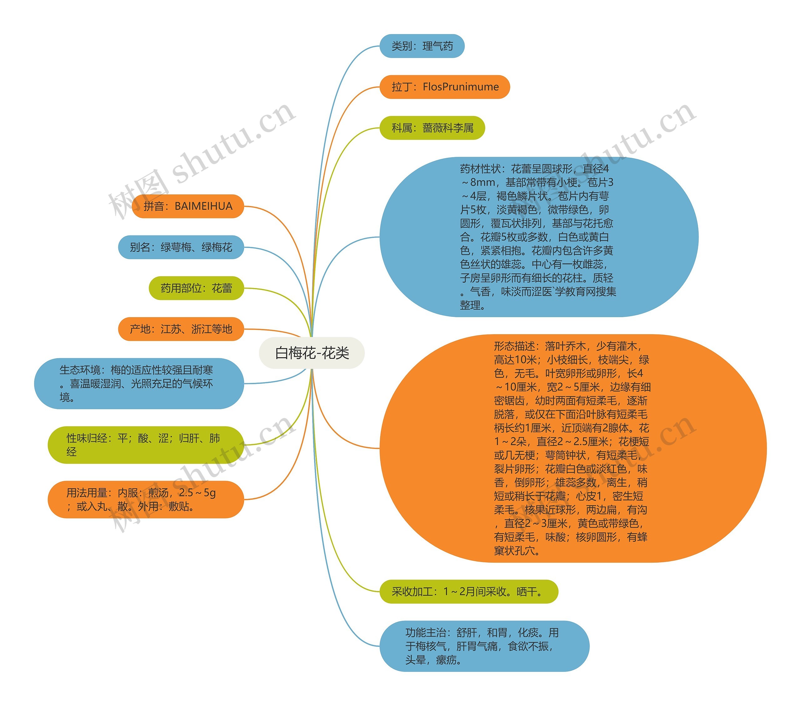 白梅花-花类思维导图