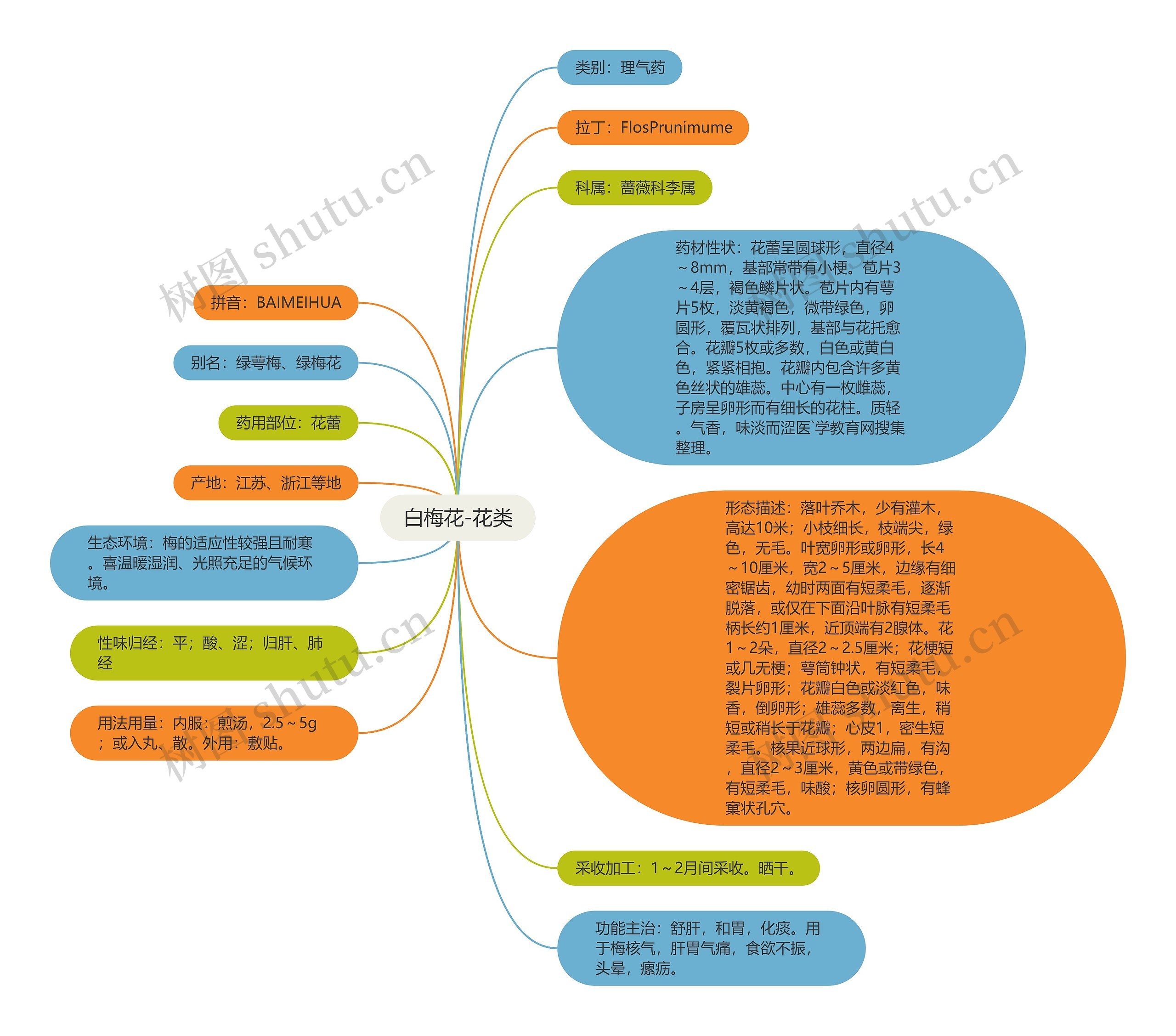 白梅花-花类 白梅花-花类
