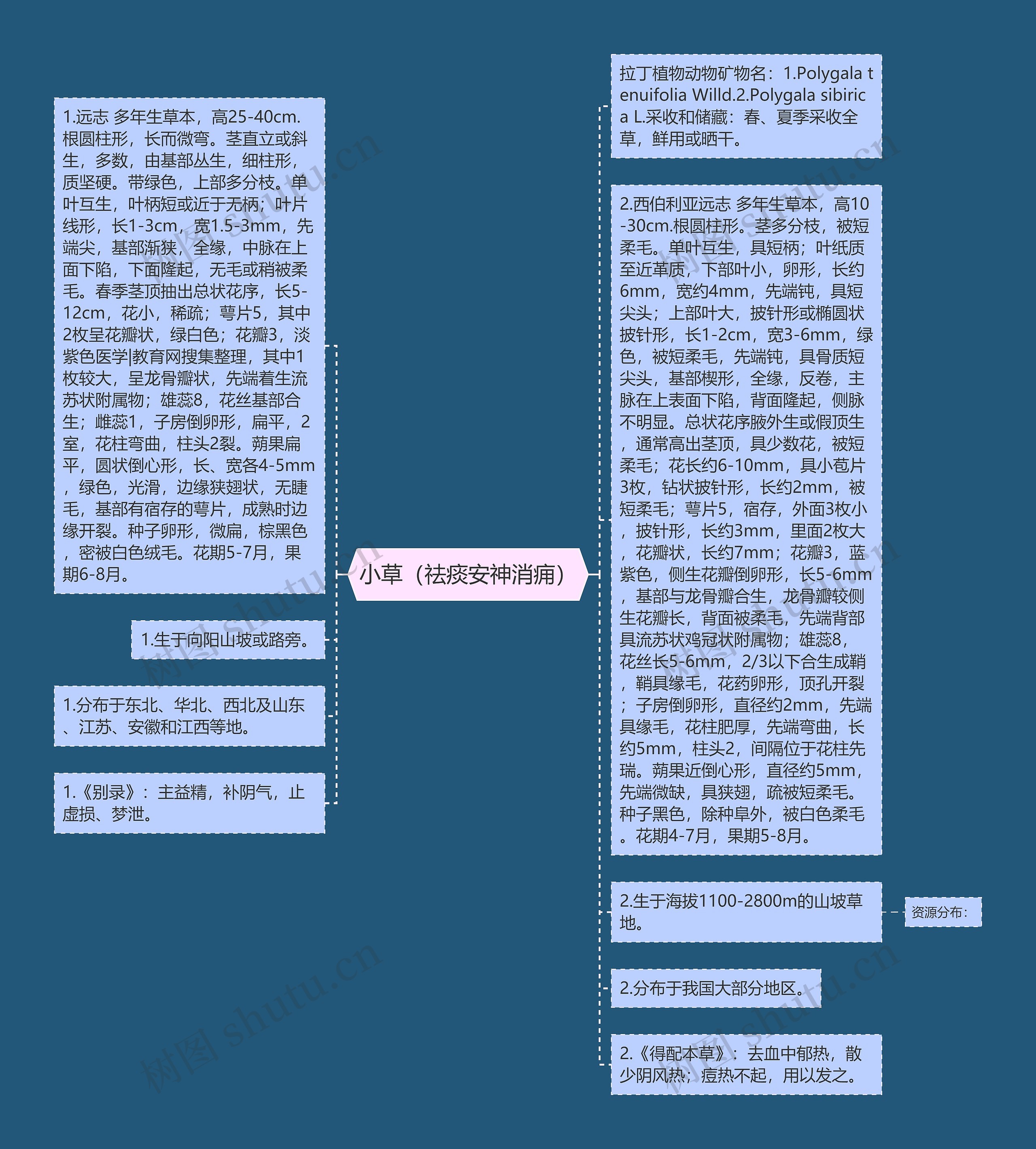 小草（祛痰安神消痈）思维导图