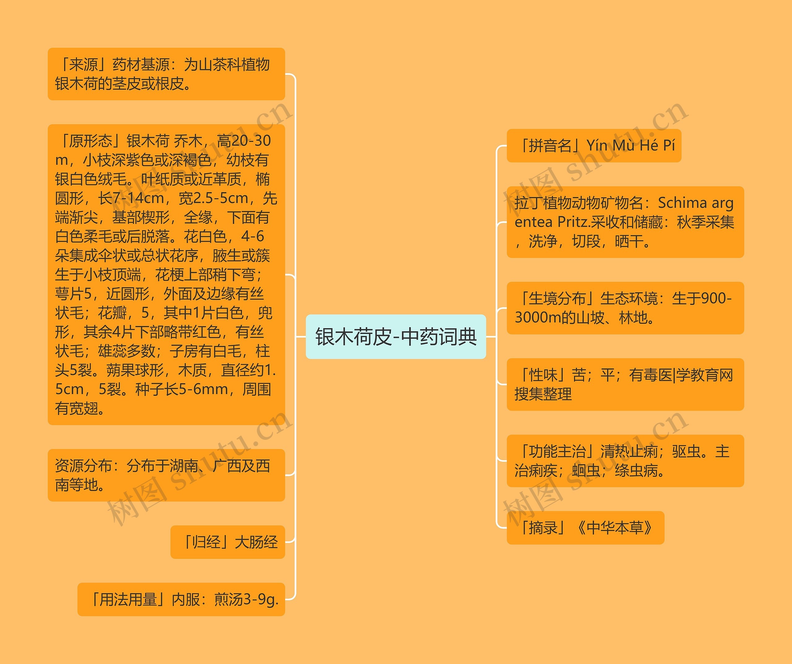 银木荷皮-中药词典 银木荷皮-中药词典