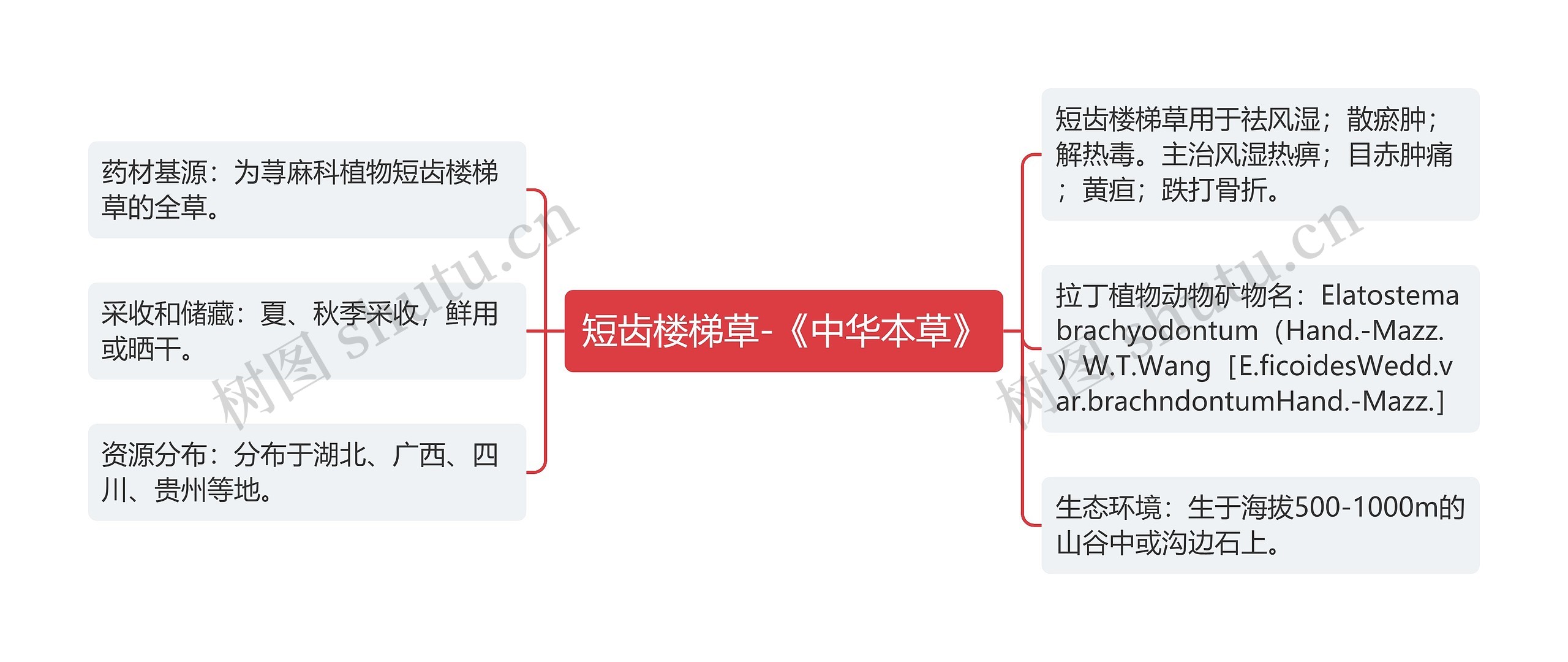 短齿楼梯草-《中华本草》