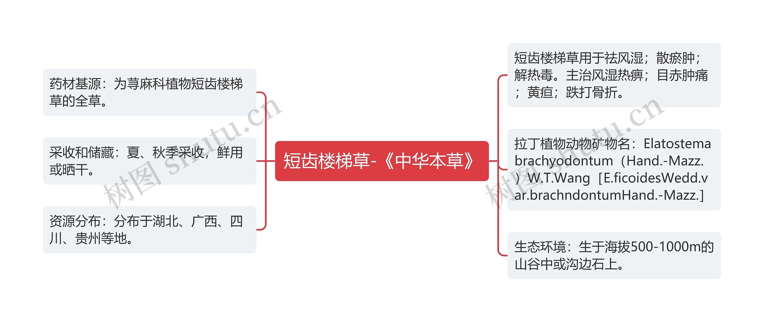 短齿楼梯草-《中华本草》思维导图