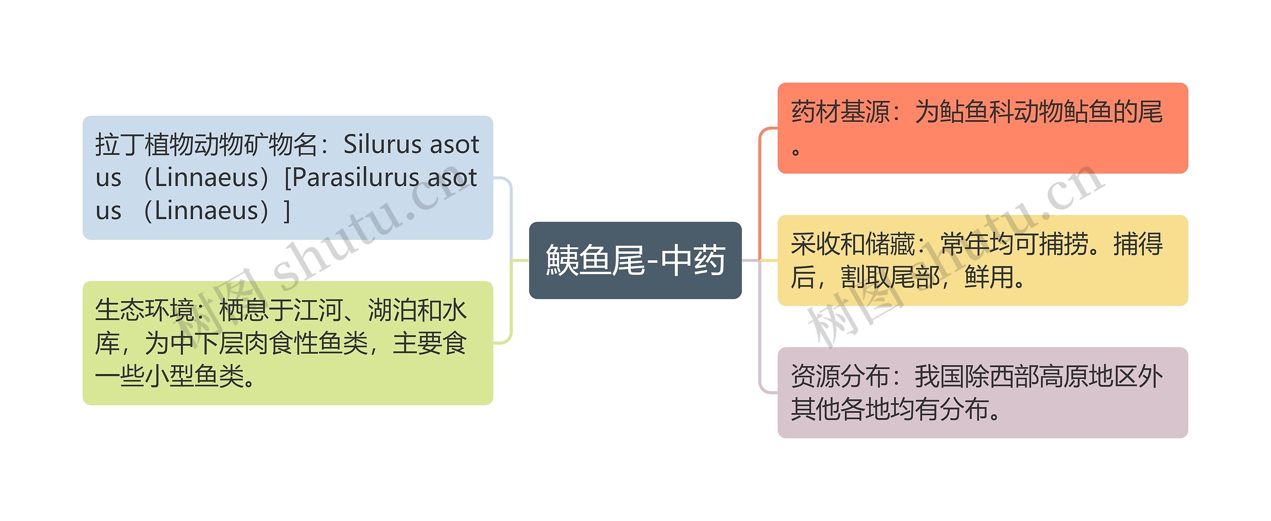 鮧鱼尾-中药思维导图