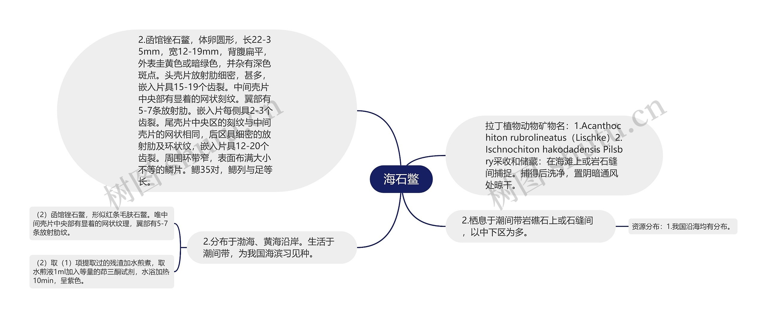 海石鳖思维导图