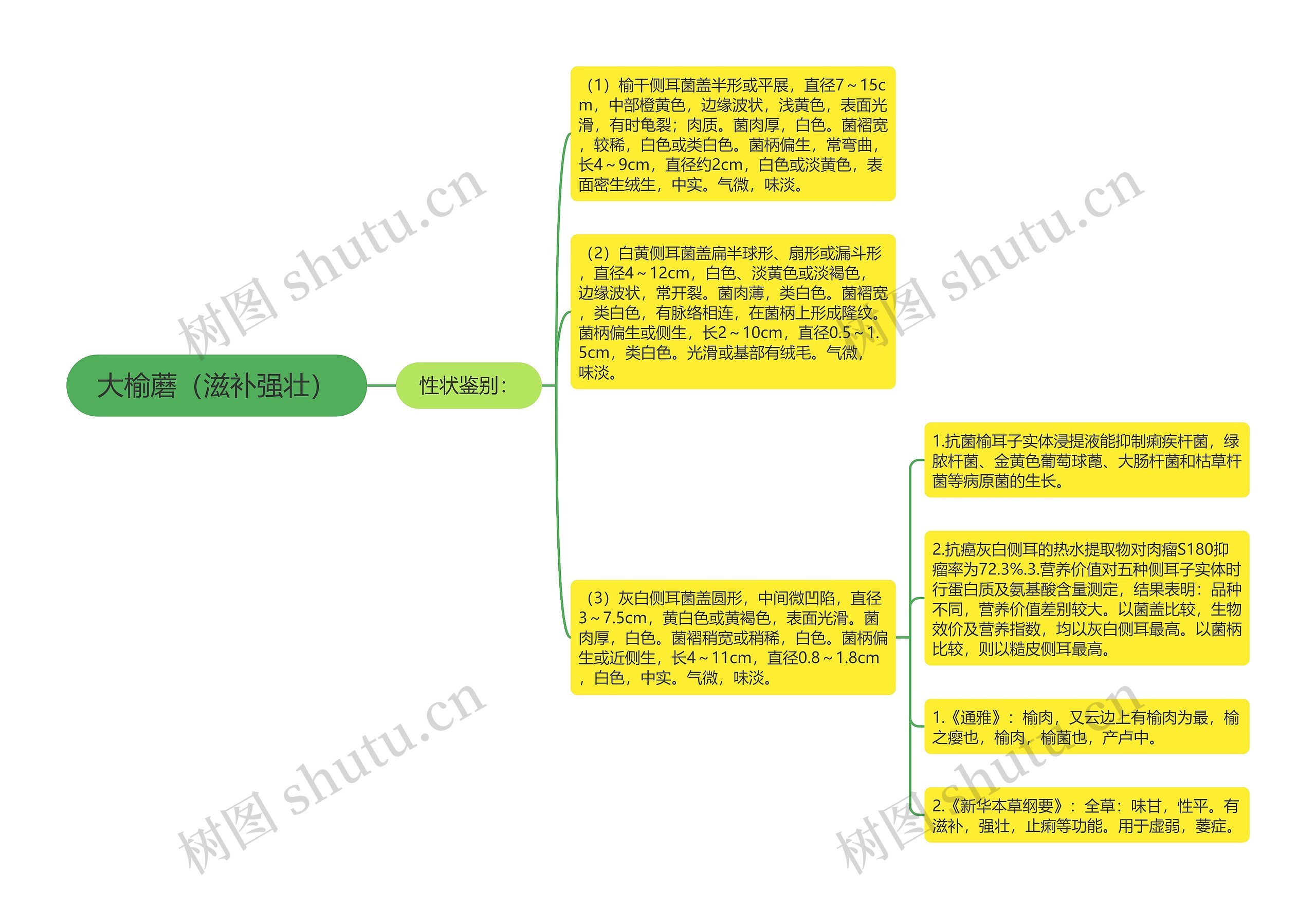大榆蘑（滋补强壮）思维导图