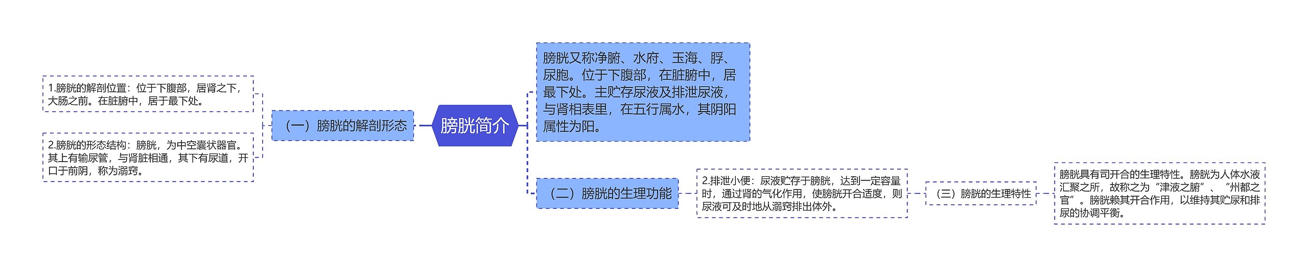 膀胱简介