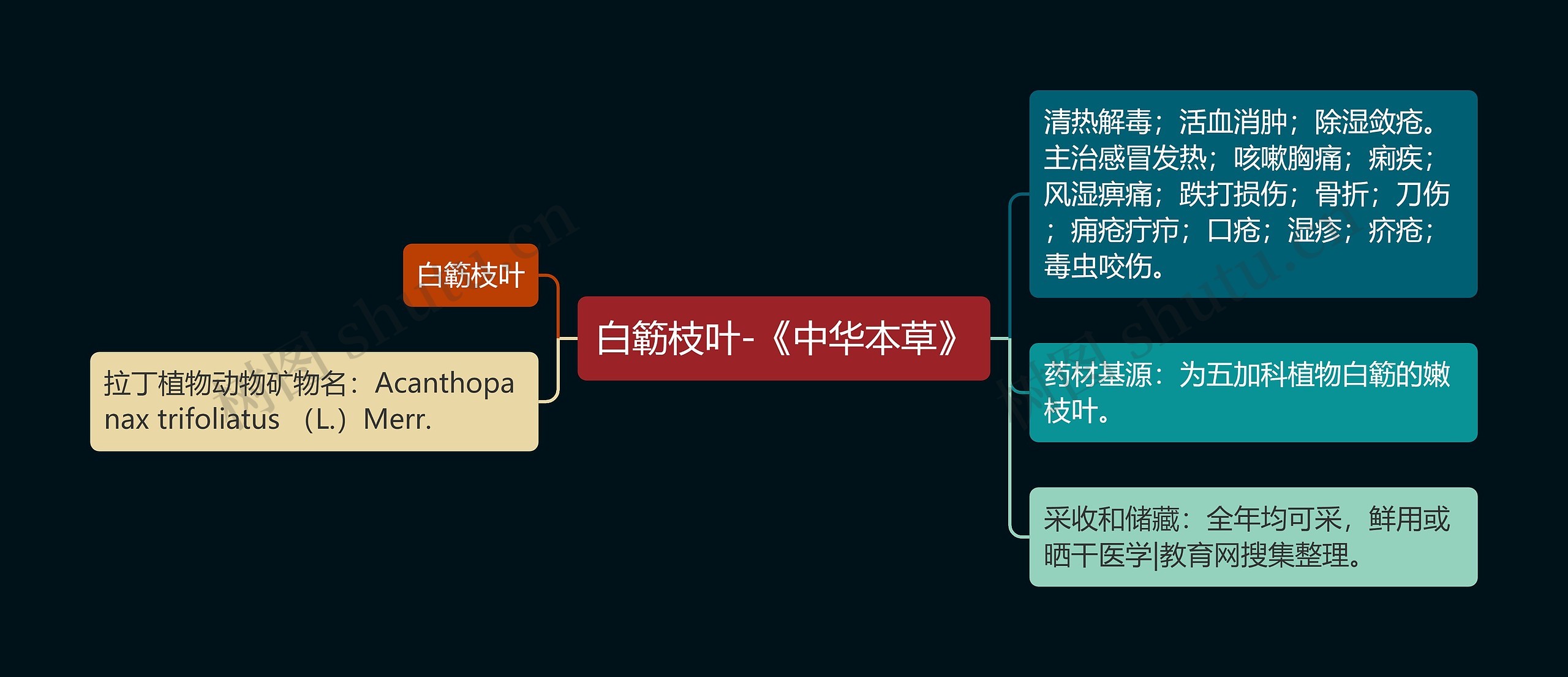 白簕枝叶-《中华本草》