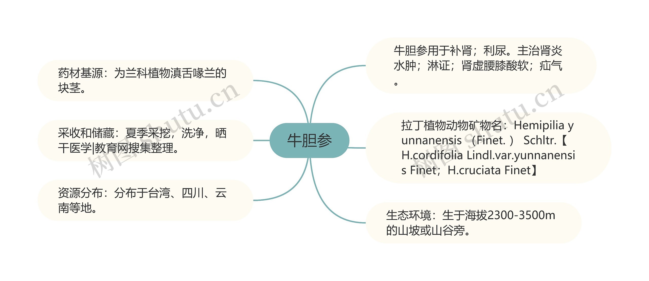 牛胆参