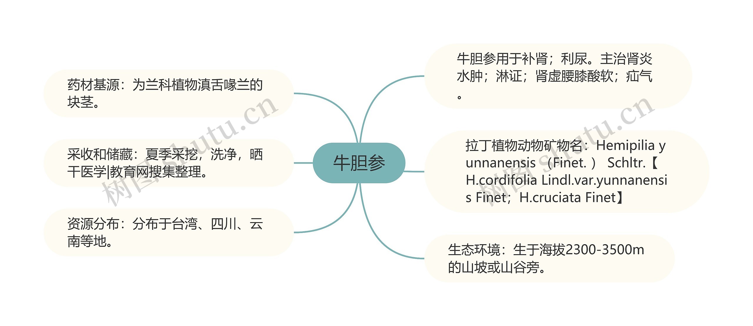 牛胆参思维导图