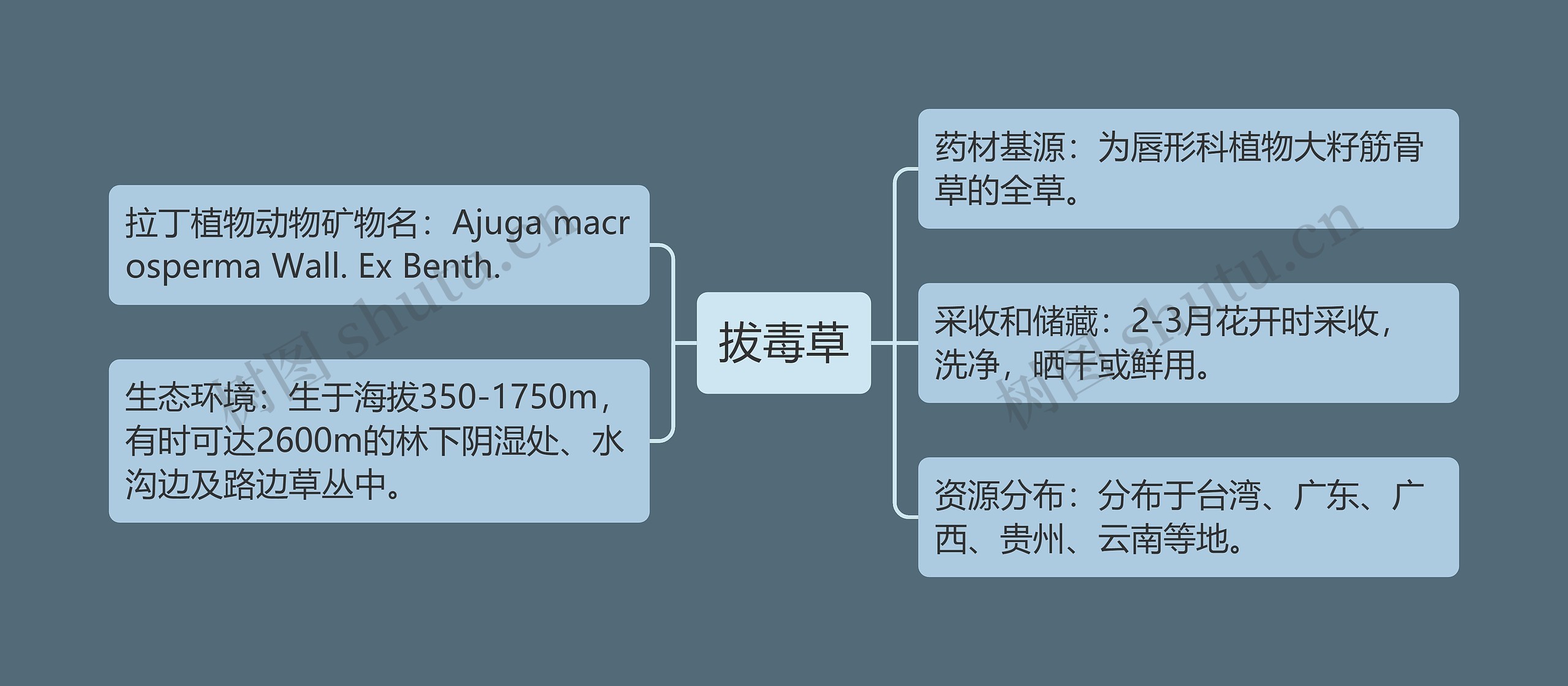 拔毒草思维导图