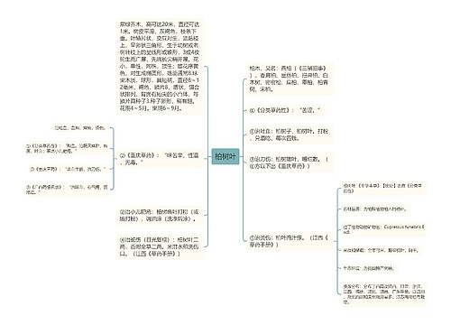 柏树叶