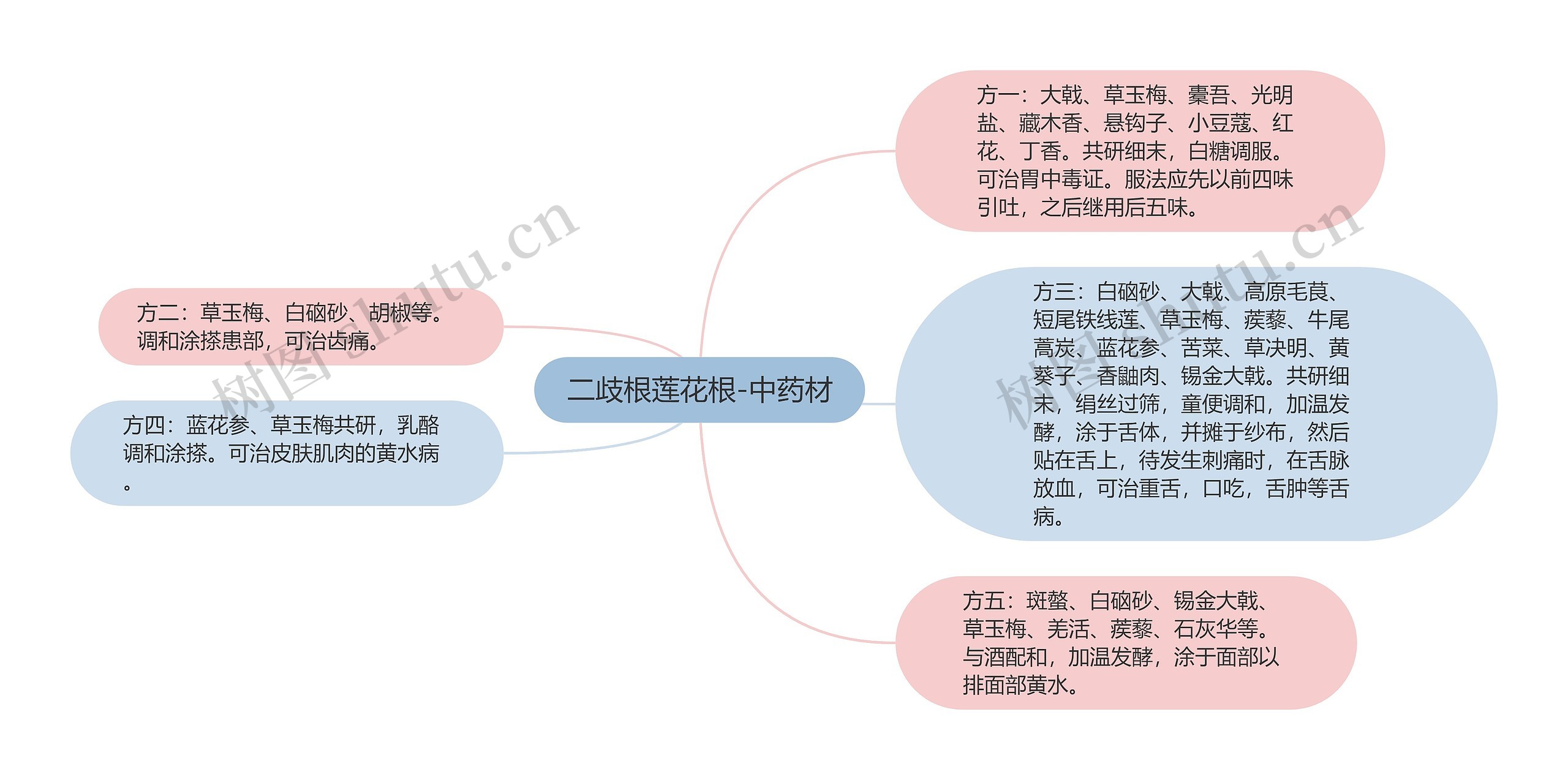 二歧根莲花根-中药材思维导图