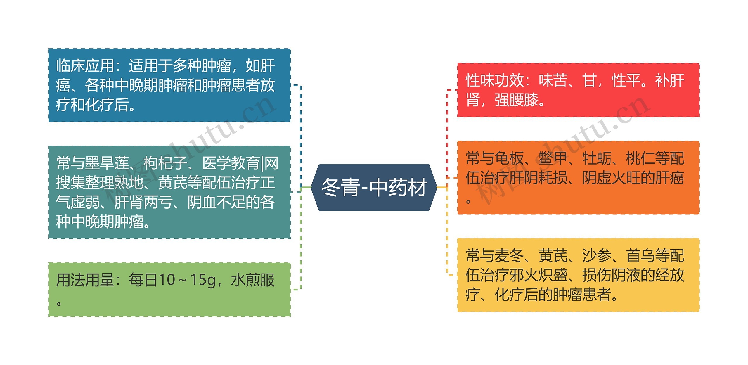 冬青-中药材思维导图