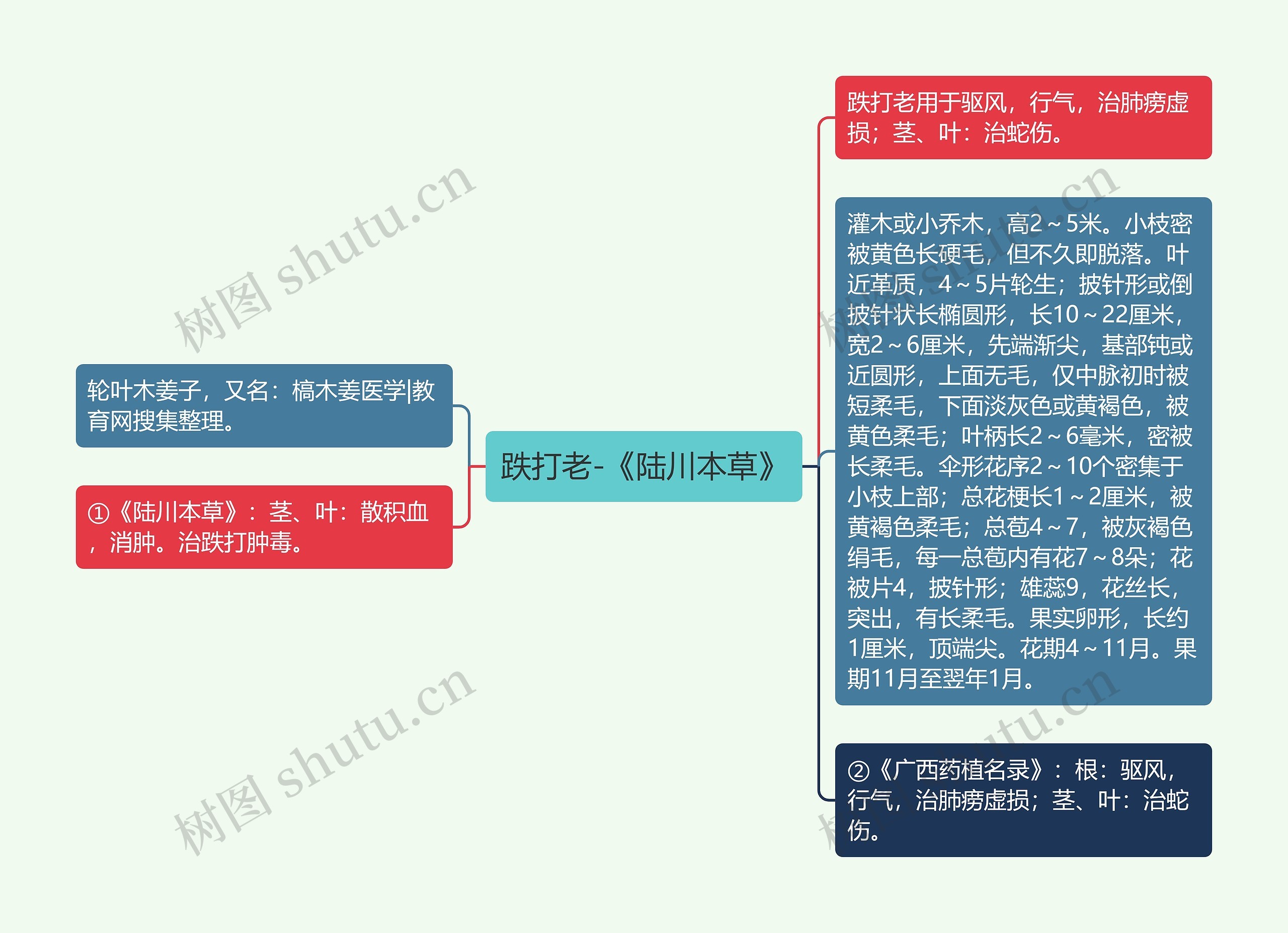 跌打老-《陆川本草》思维导图