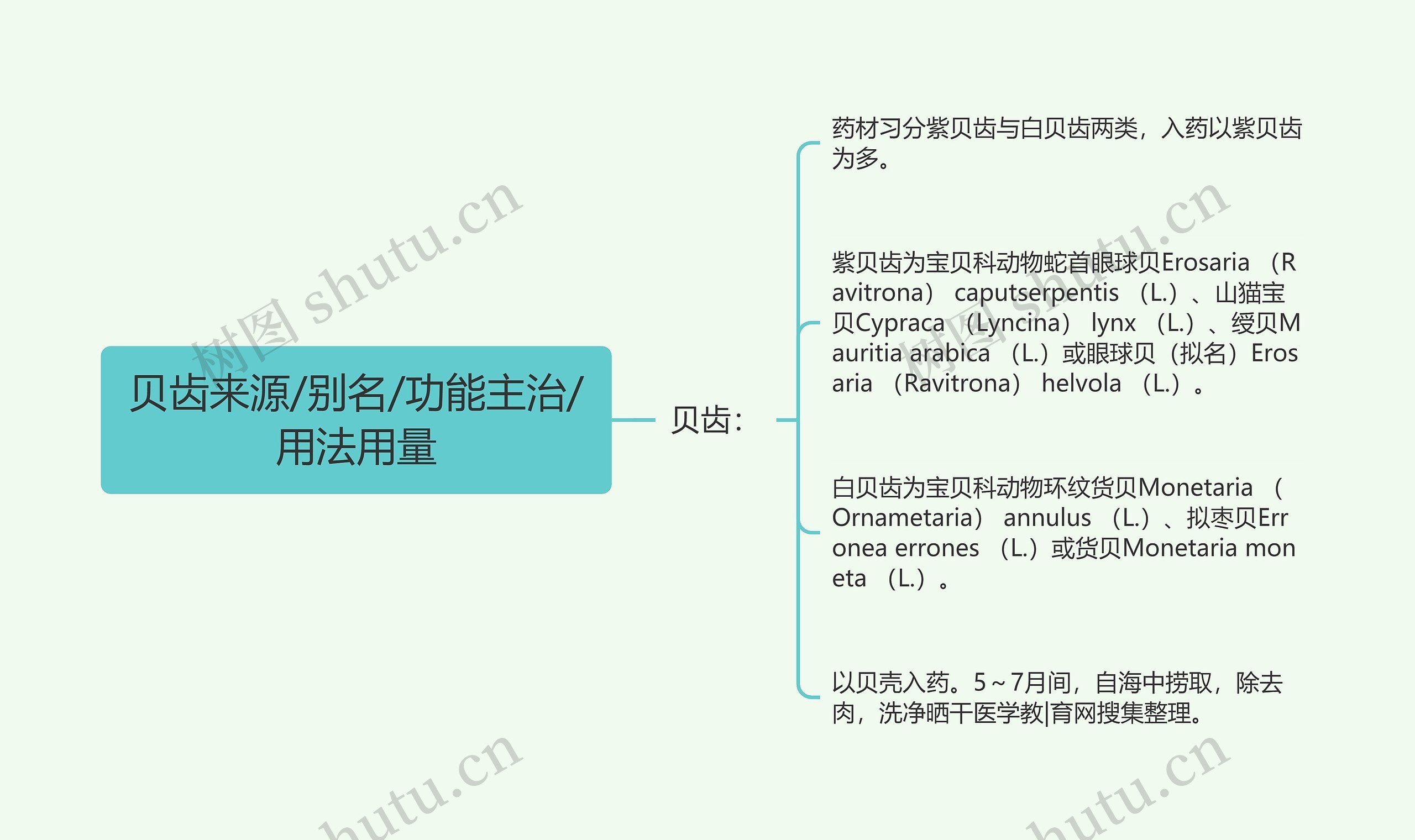 贝齿来源/别名/功能主治/用法用量思维导图