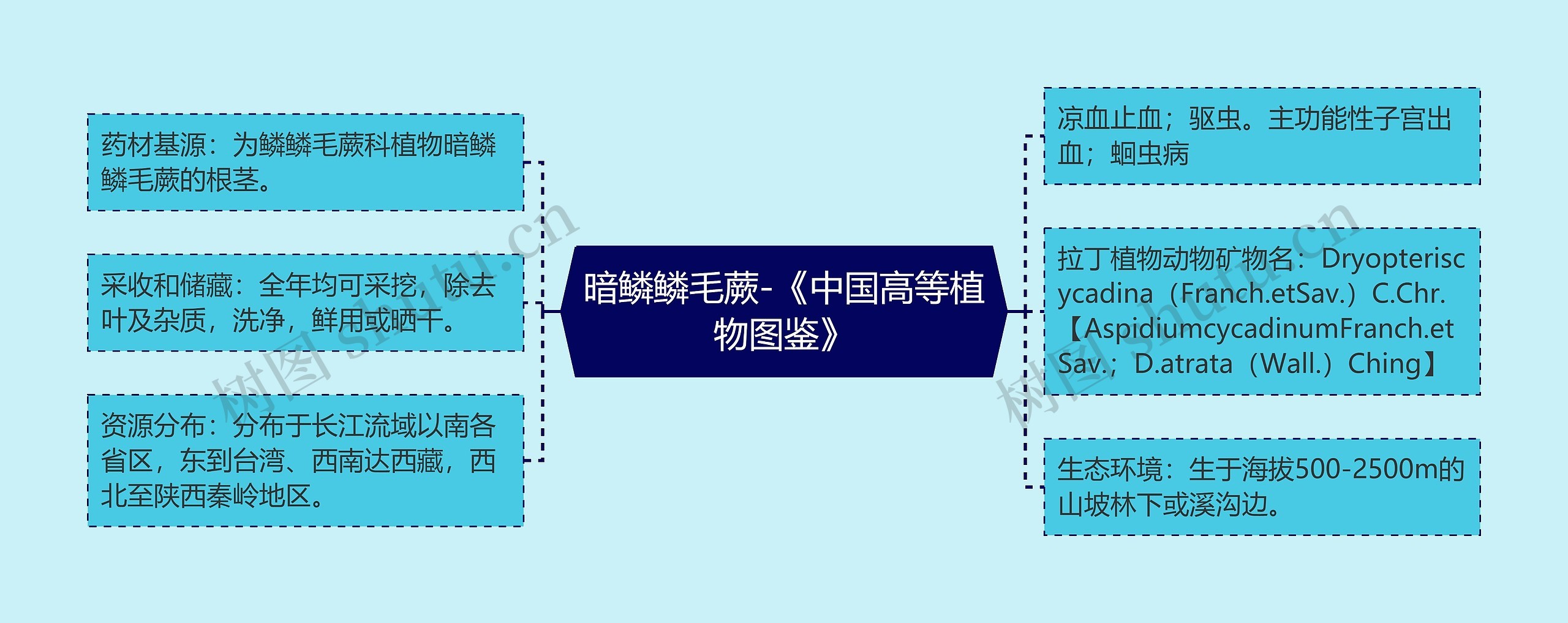 暗鳞鳞毛蕨-《中国高等植物图鉴》 暗鳞鳞毛蕨-《中国高等植物图鉴》