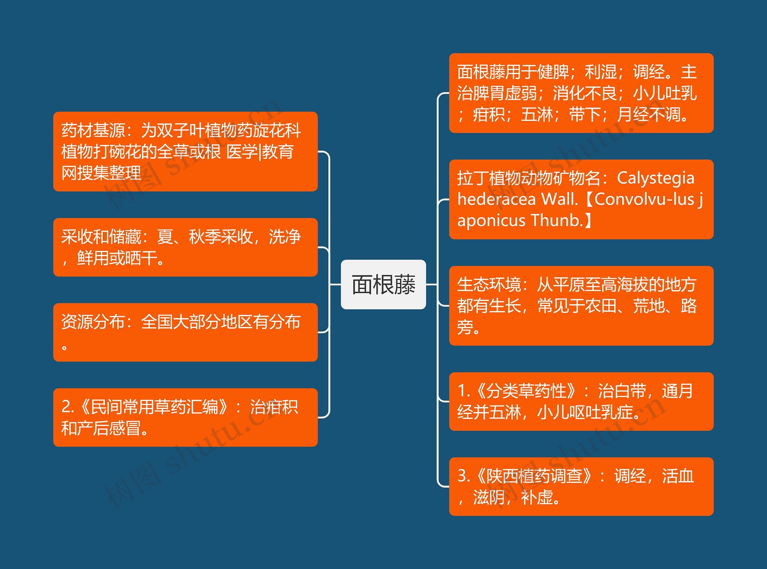 面根藤思维导图