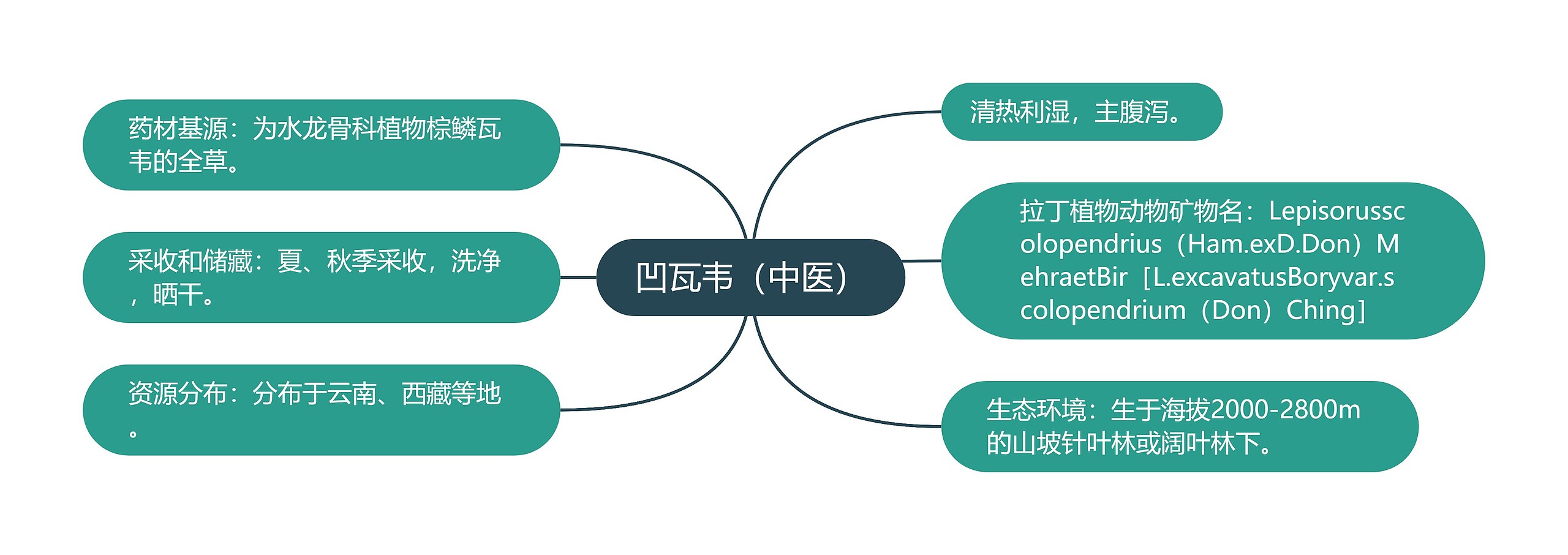凹瓦韦(中医) 凹瓦韦(中医)