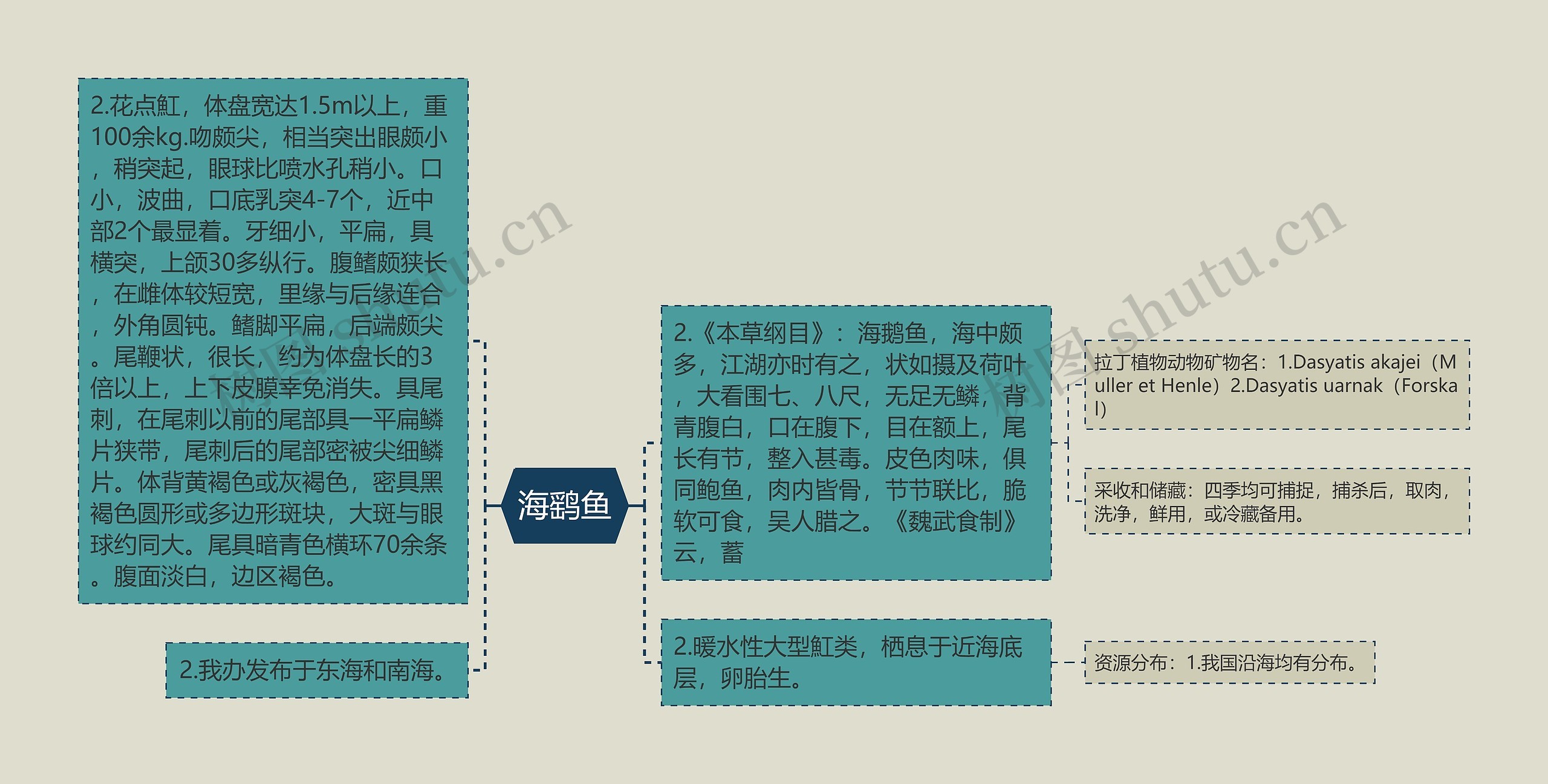 海鹞鱼思维导图