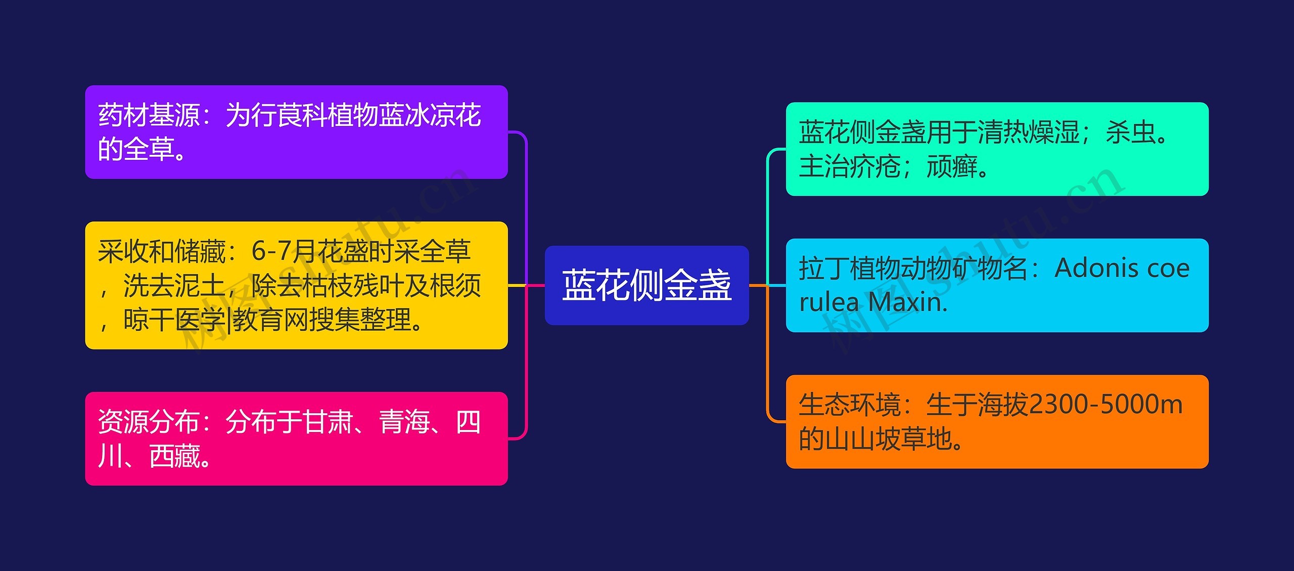 蓝花侧金盏思维导图