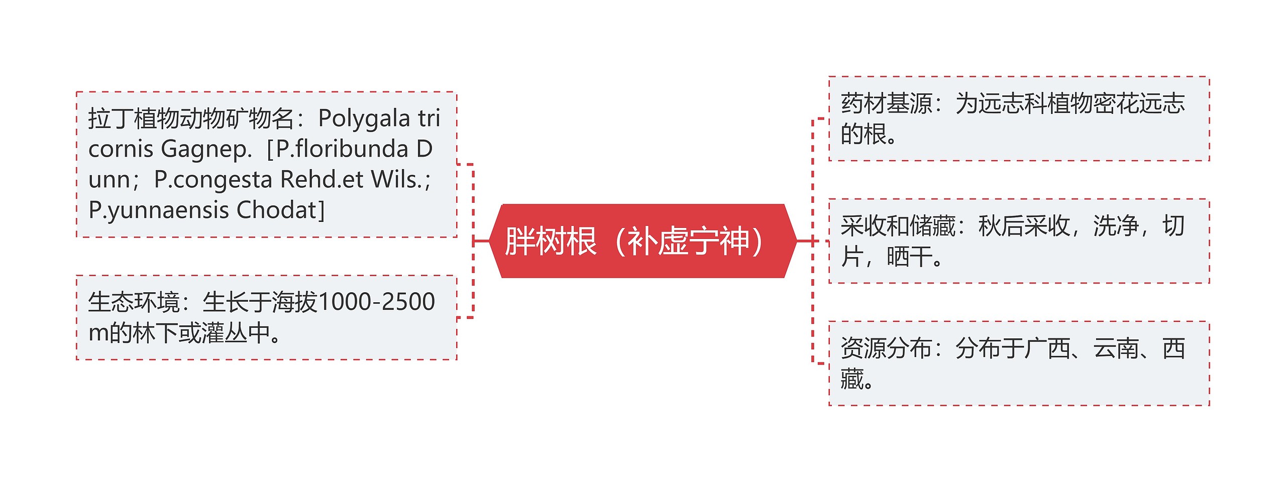 胖树根(补虚宁神) 胖树根(补虚宁神)