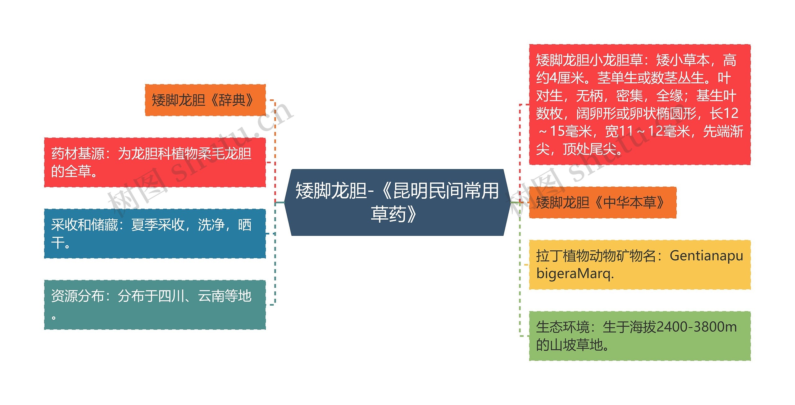 矮脚龙胆-《昆明民间常用草药》思维导图