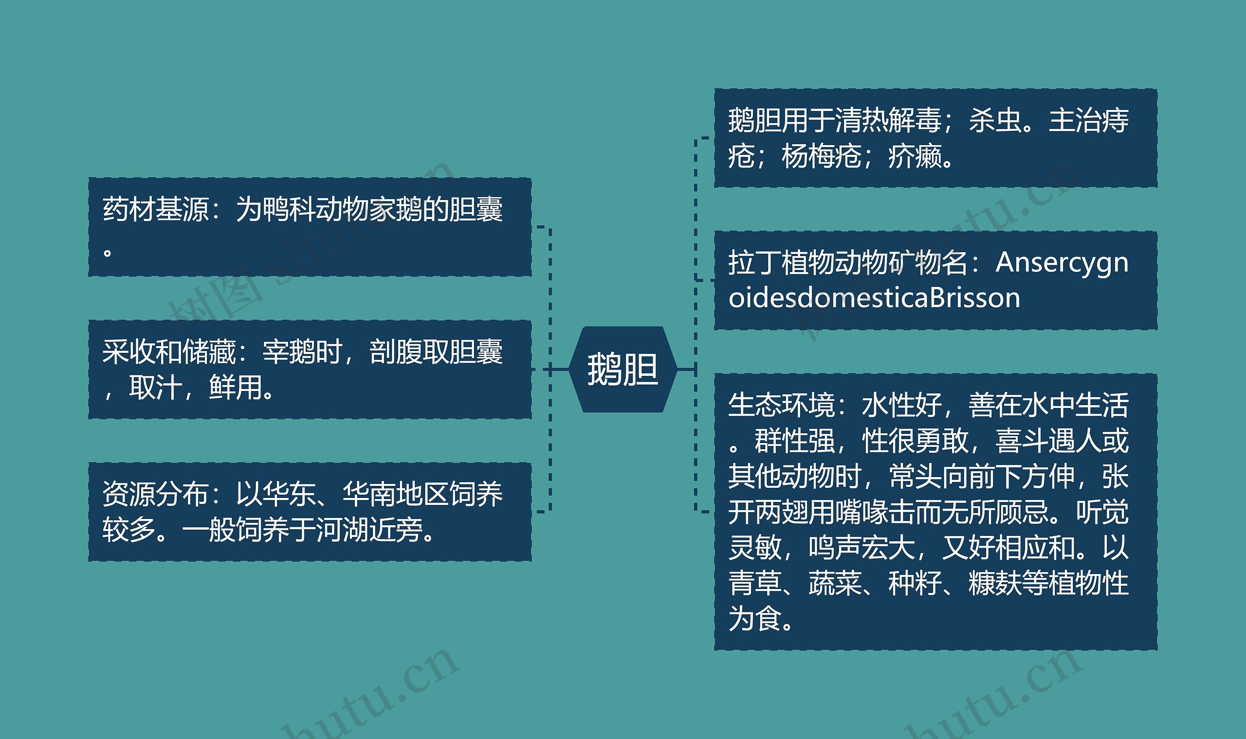 鹅胆思维导图